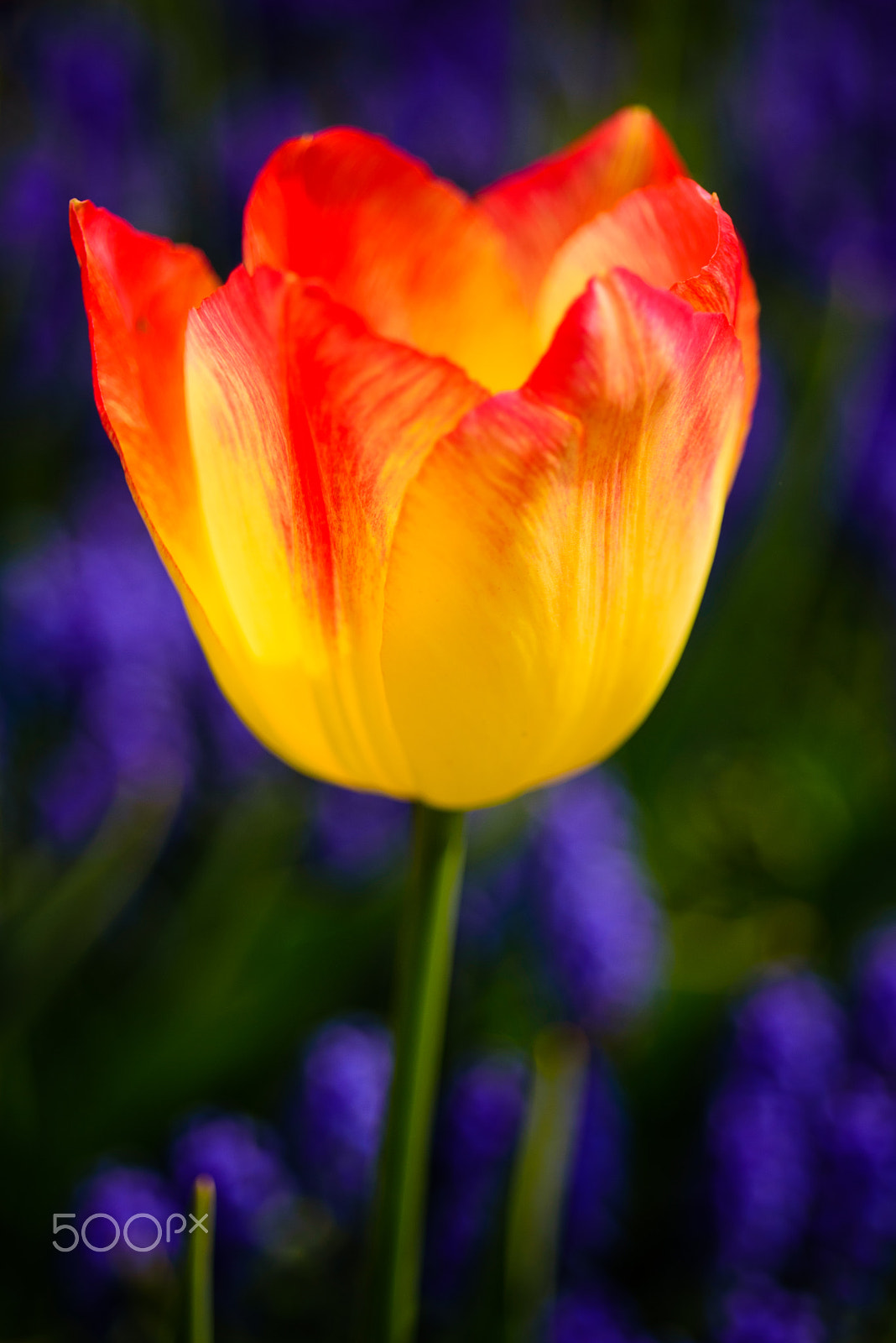 Nikon D750 + AF Micro-Nikkor 60mm f/2.8 sample photo. Contrast tulip photography