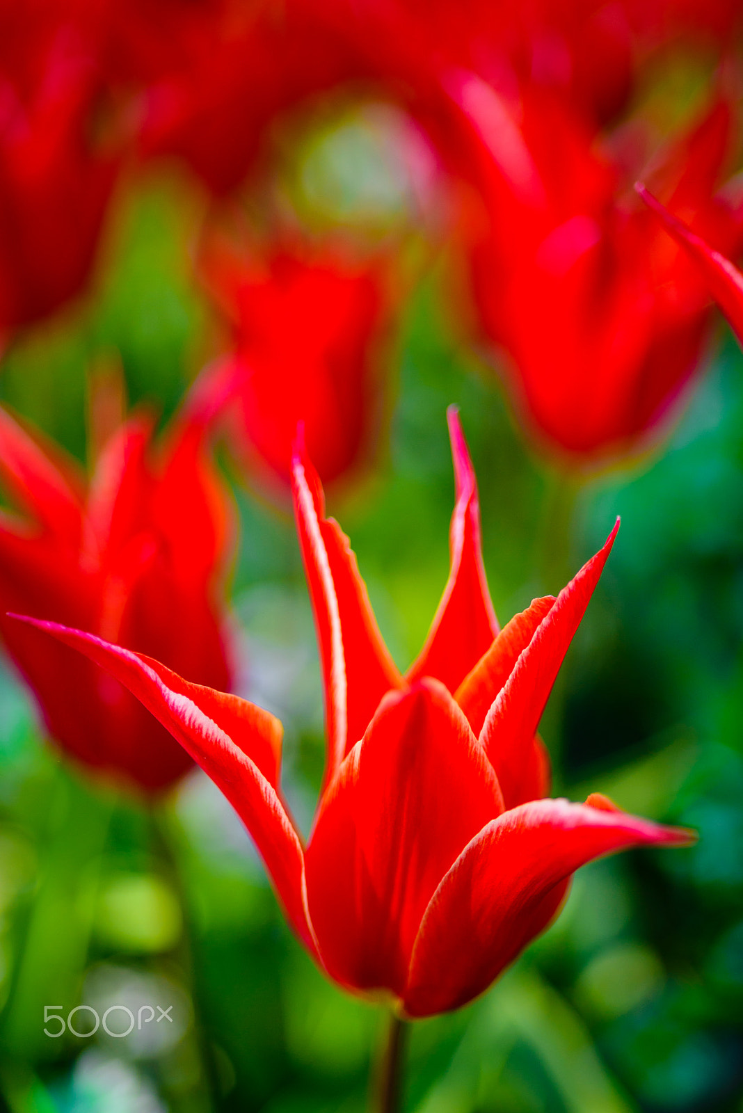 Nikon D750 + AF Micro-Nikkor 60mm f/2.8 sample photo. Red fire photography