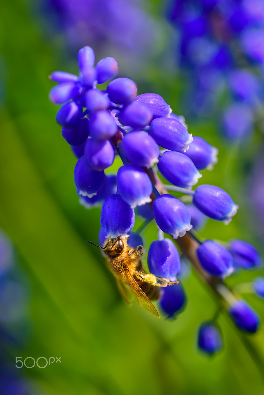 Nikon D750 + AF Micro-Nikkor 60mm f/2.8 sample photo. Be a bee photography