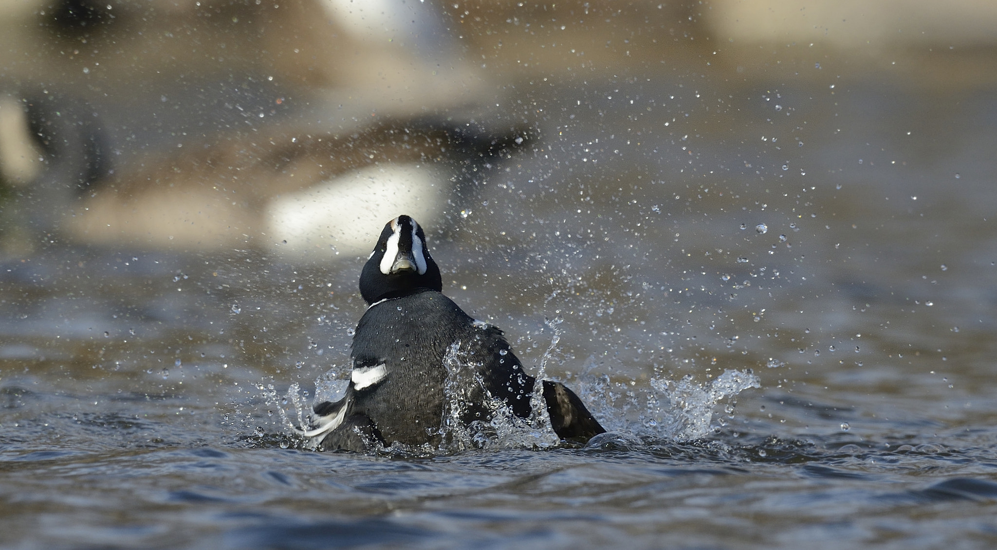 Nikon D4 + Sigma 24-60mm F2.8 EX DG sample photo. Arlequin plongeur / histrionicus histrionicus / harlequin duck photography