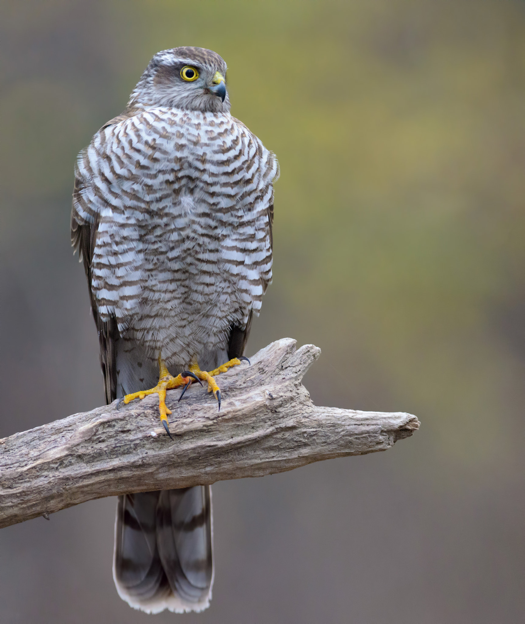 Nikon AF-S Nikkor 300mm F2.8G ED-IF VR sample photo. Sparrow hawk photography