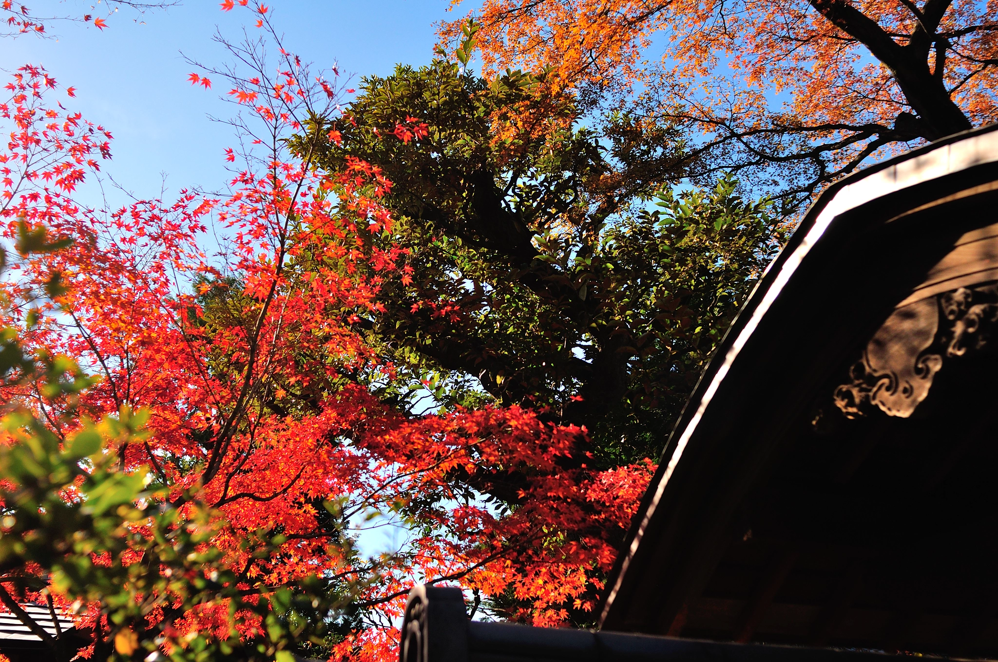Nikon D90 + AF Nikkor 28mm f/2.8 sample photo. Autumn in japan photography