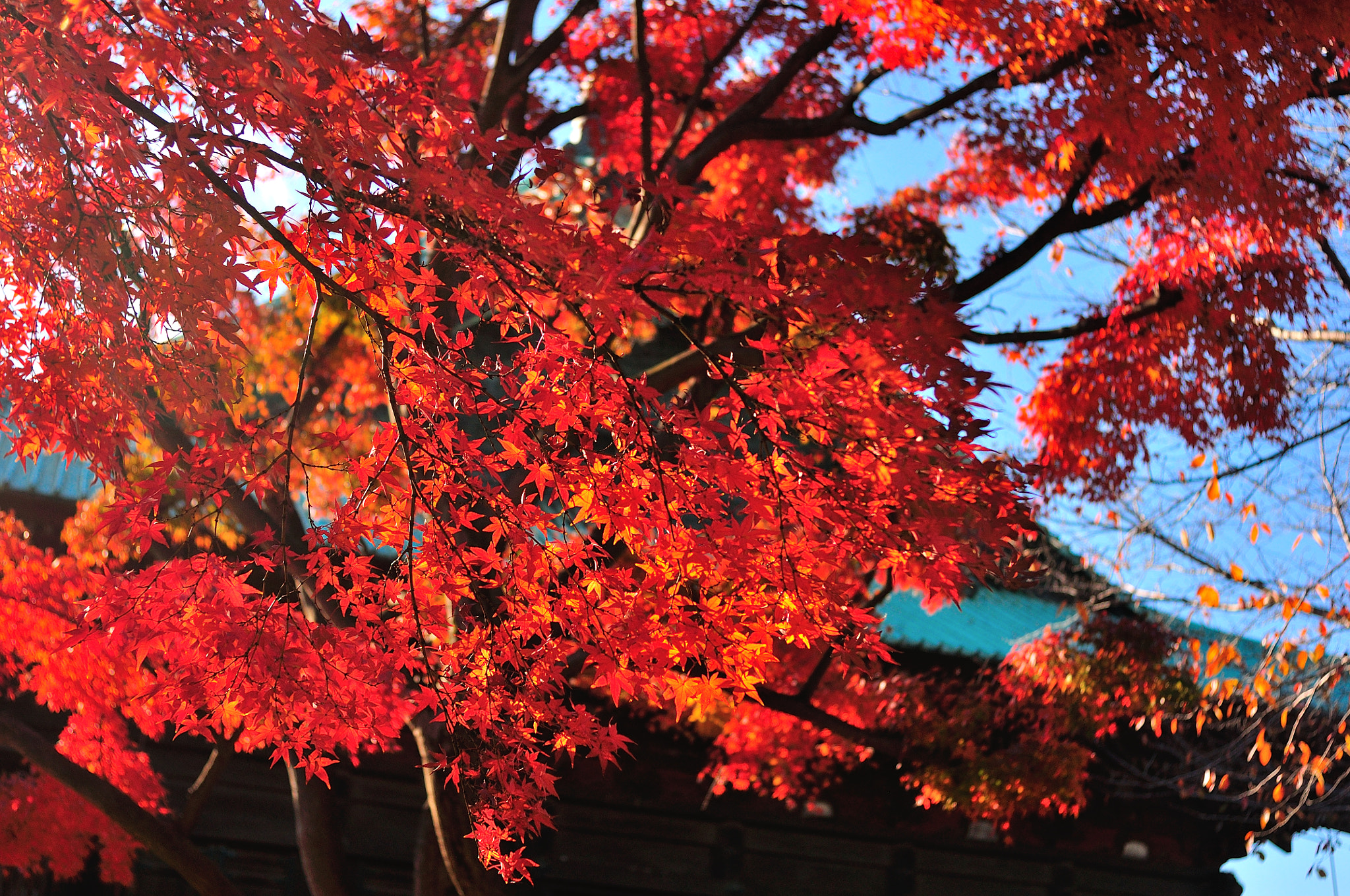 Nikon D90 + AF Nikkor 28mm f/2.8 sample photo. Autumn in japan photography