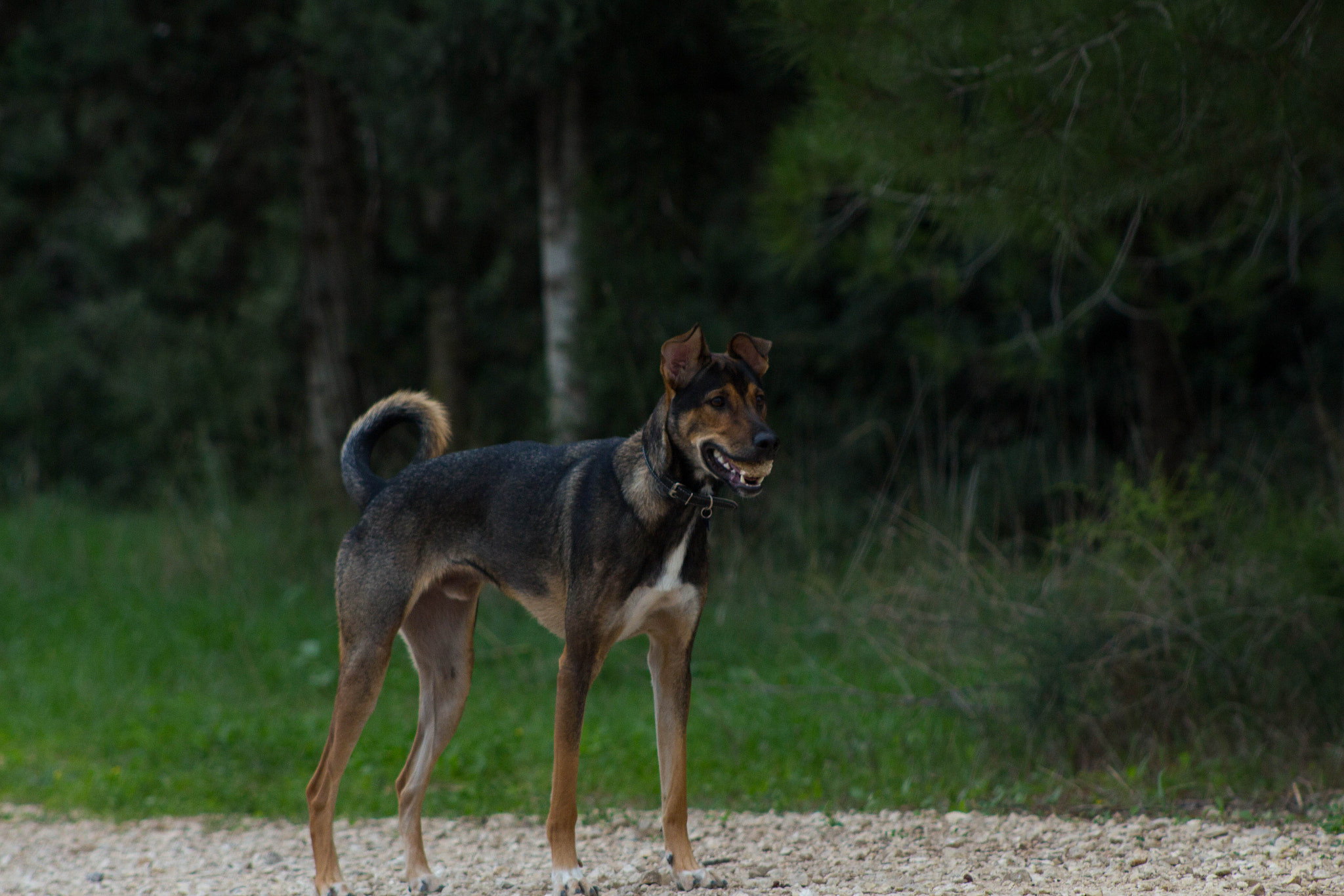 Canon EF 75-300mm f/4-5.6 USM sample photo. Dog photography