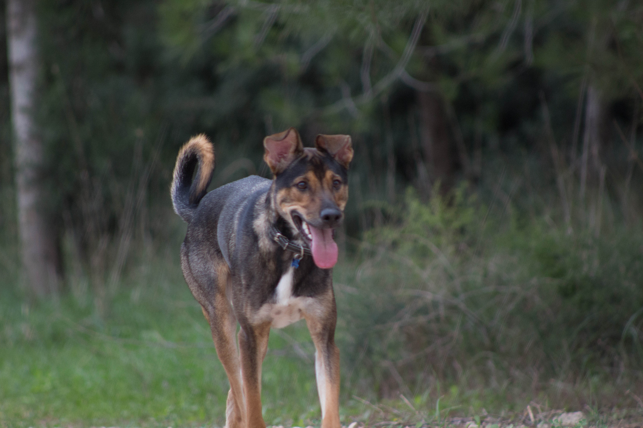 Canon EF 75-300mm f/4-5.6 USM sample photo. Dog photography
