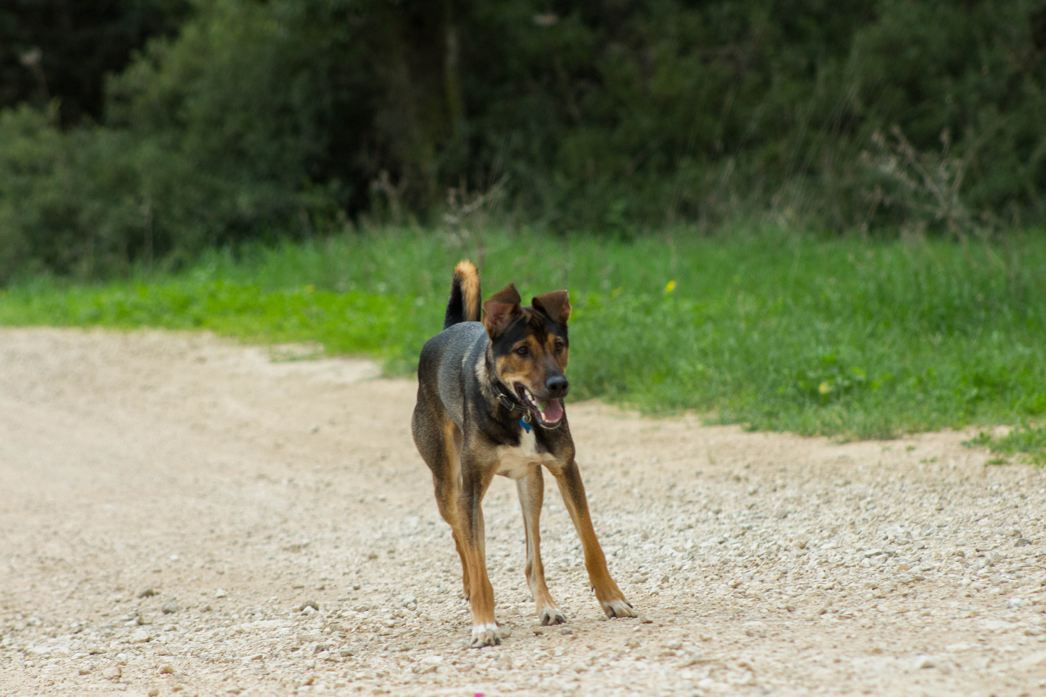 Canon EF 75-300mm f/4-5.6 USM sample photo. Dog photography