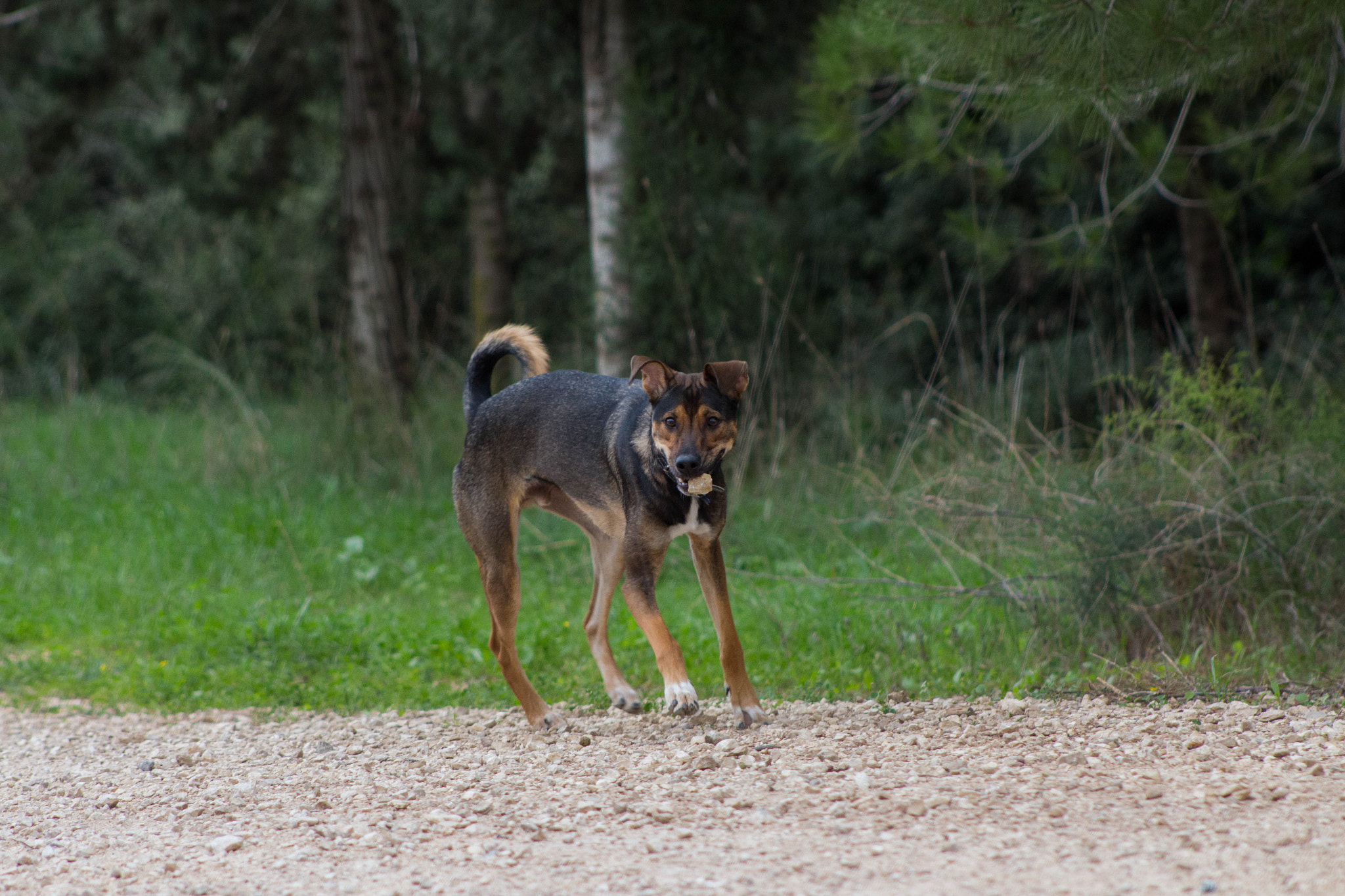 Canon EF 75-300mm f/4-5.6 USM sample photo. Dog photography