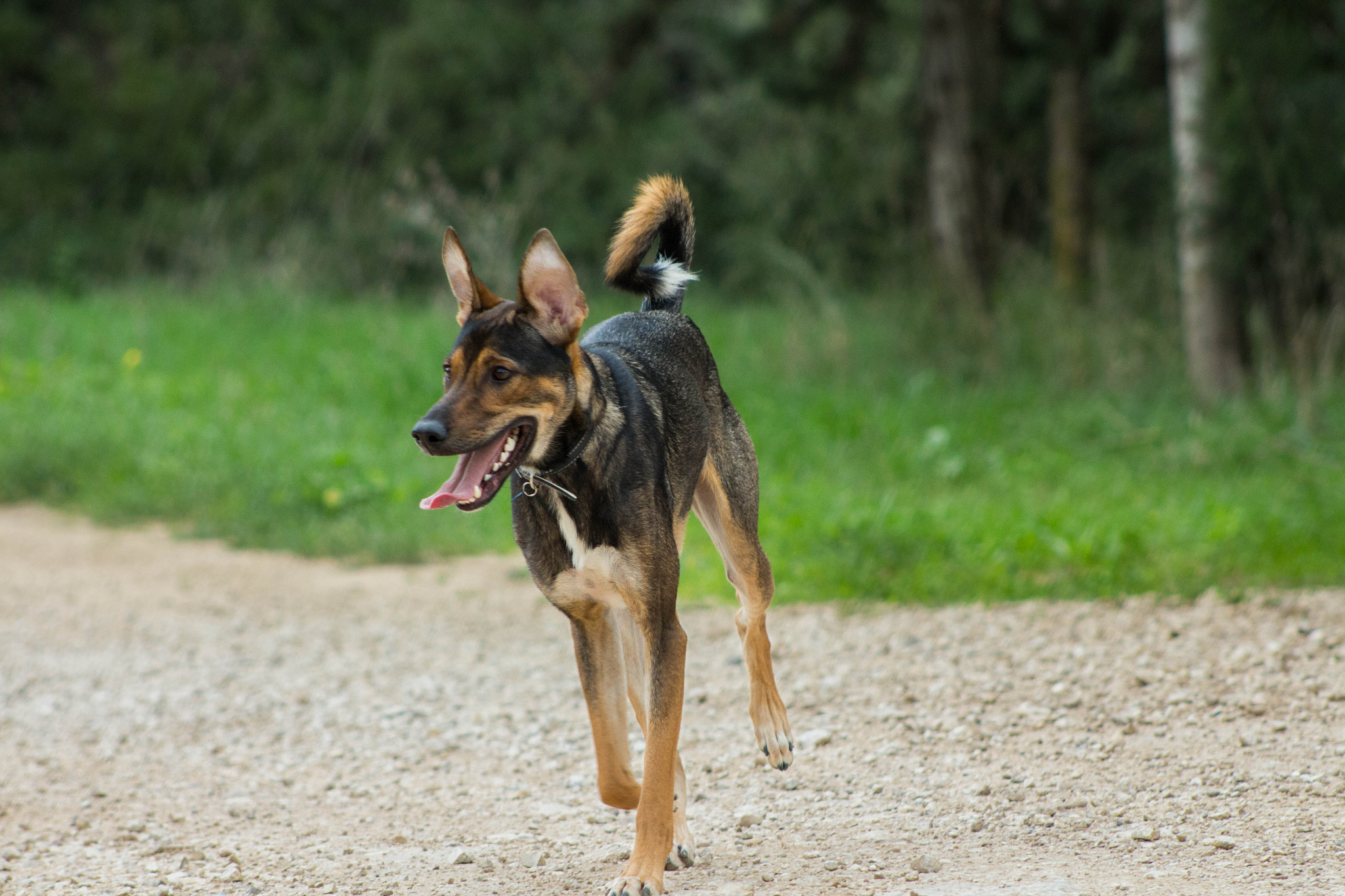 Canon EF 75-300mm f/4-5.6 USM sample photo. Dog photography
