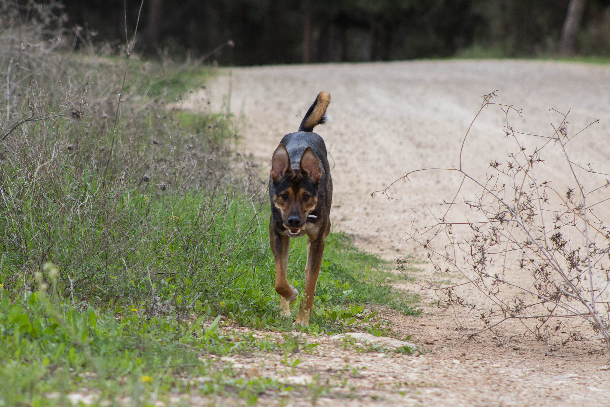 Canon EF 75-300mm f/4-5.6 USM sample photo. Dog photography