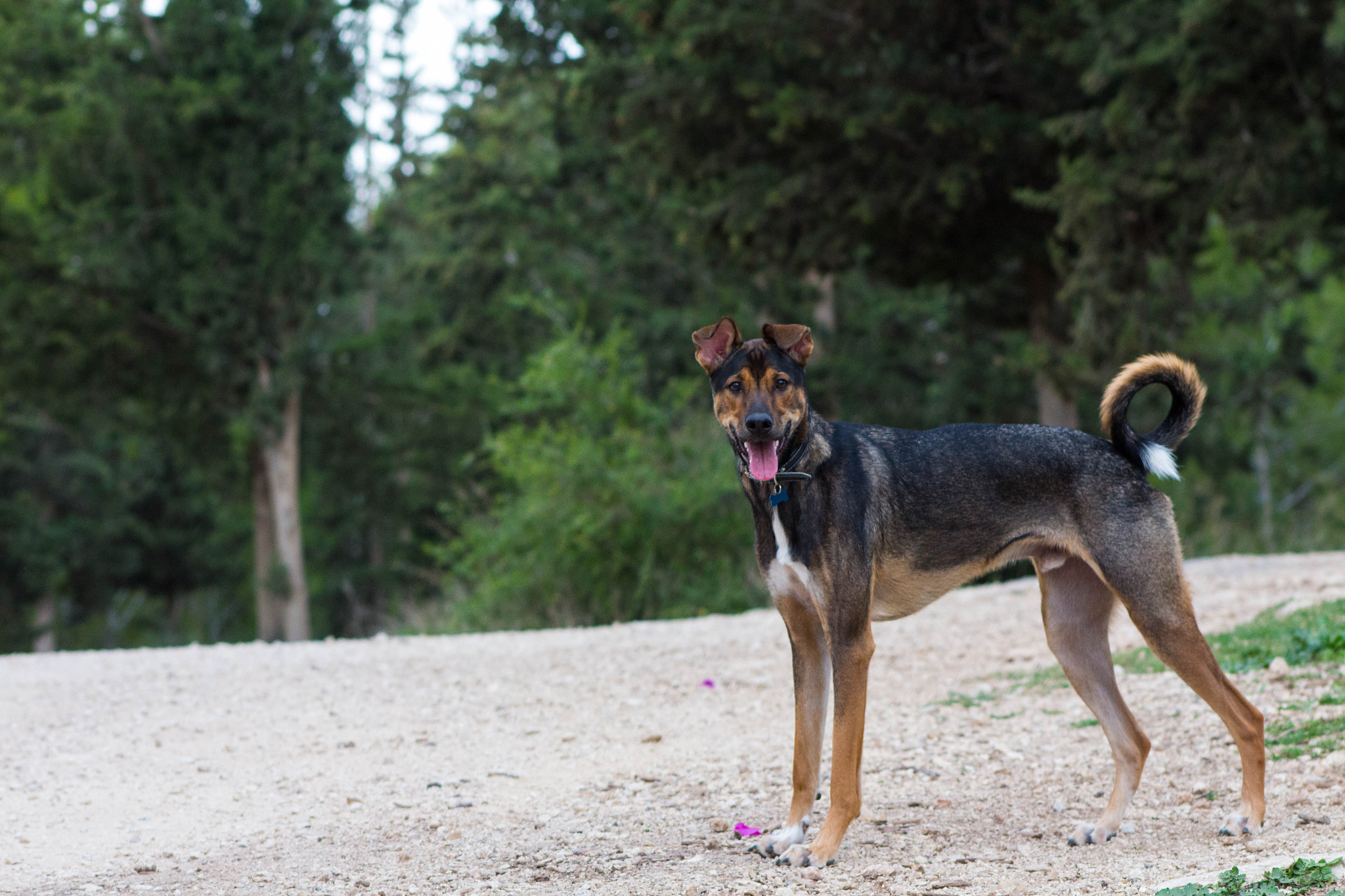 Canon EF 75-300mm f/4-5.6 USM sample photo. Dog photography