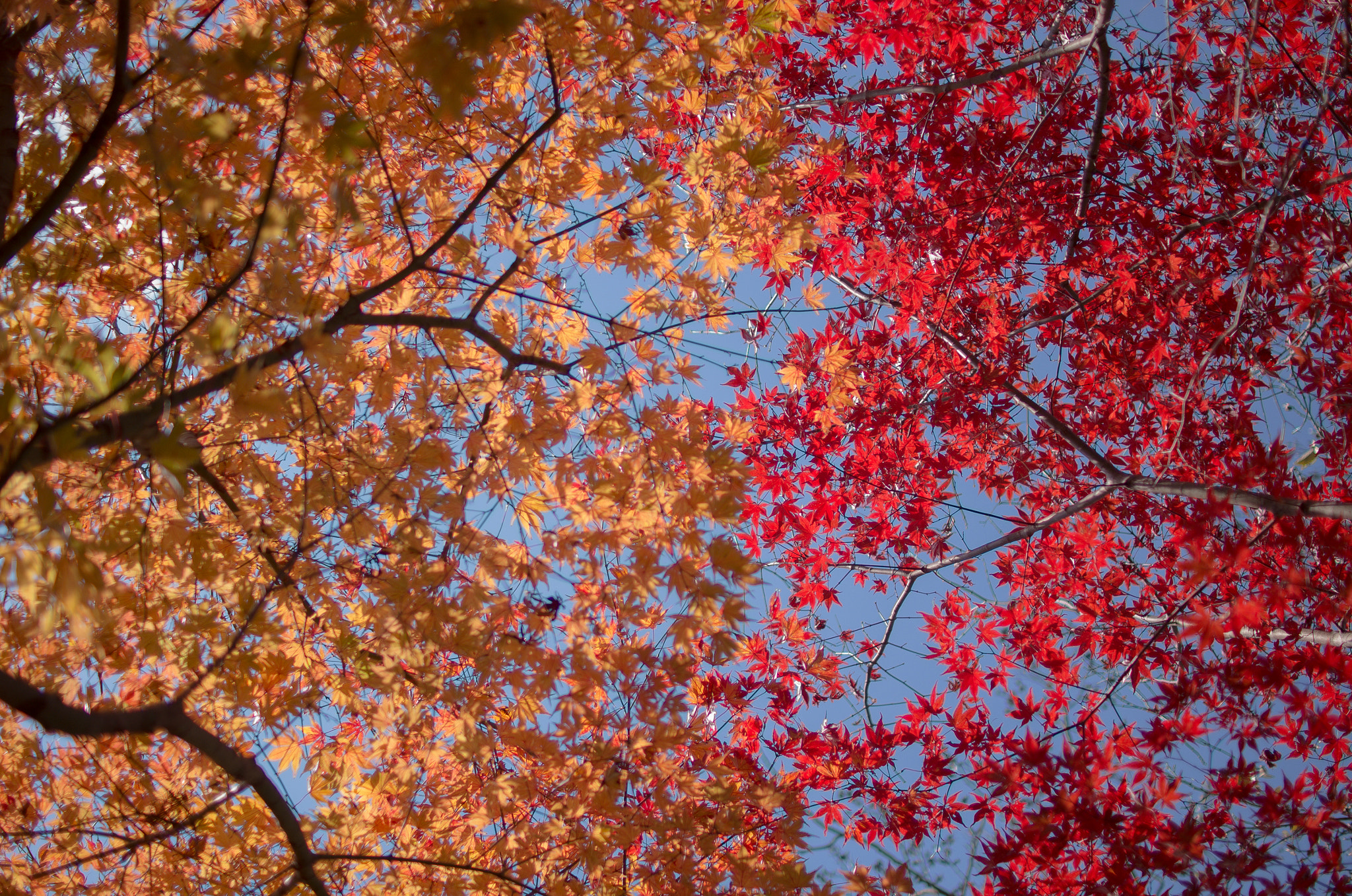 Sigma 30mm F1.4 EX DC HSM sample photo. Snap on kyoto k52s0664 photography