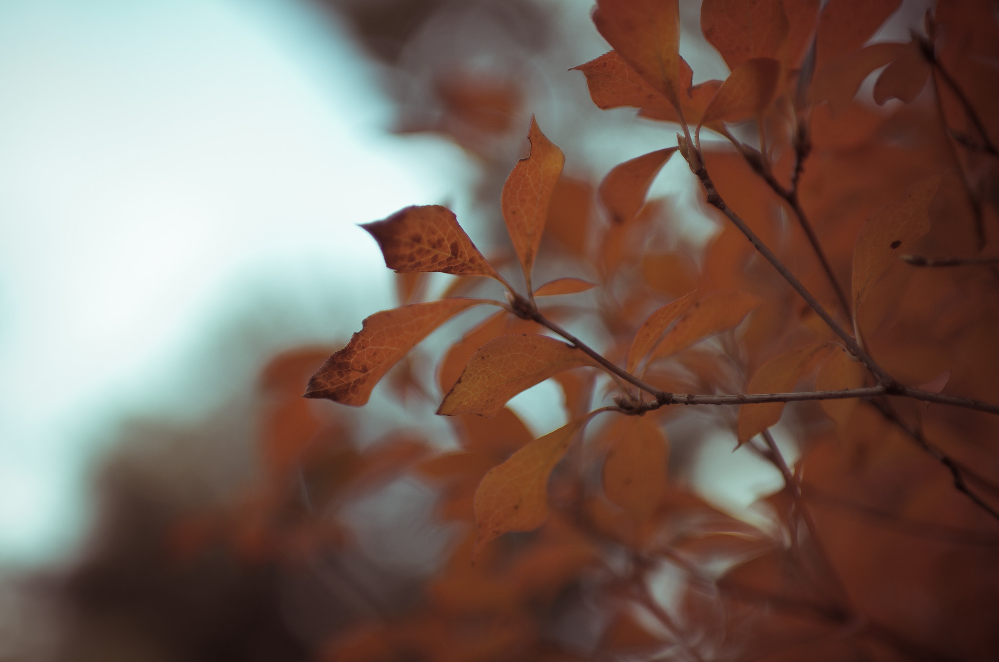 Sigma 30mm F1.4 EX DC HSM sample photo. K52s0731.jpg photography