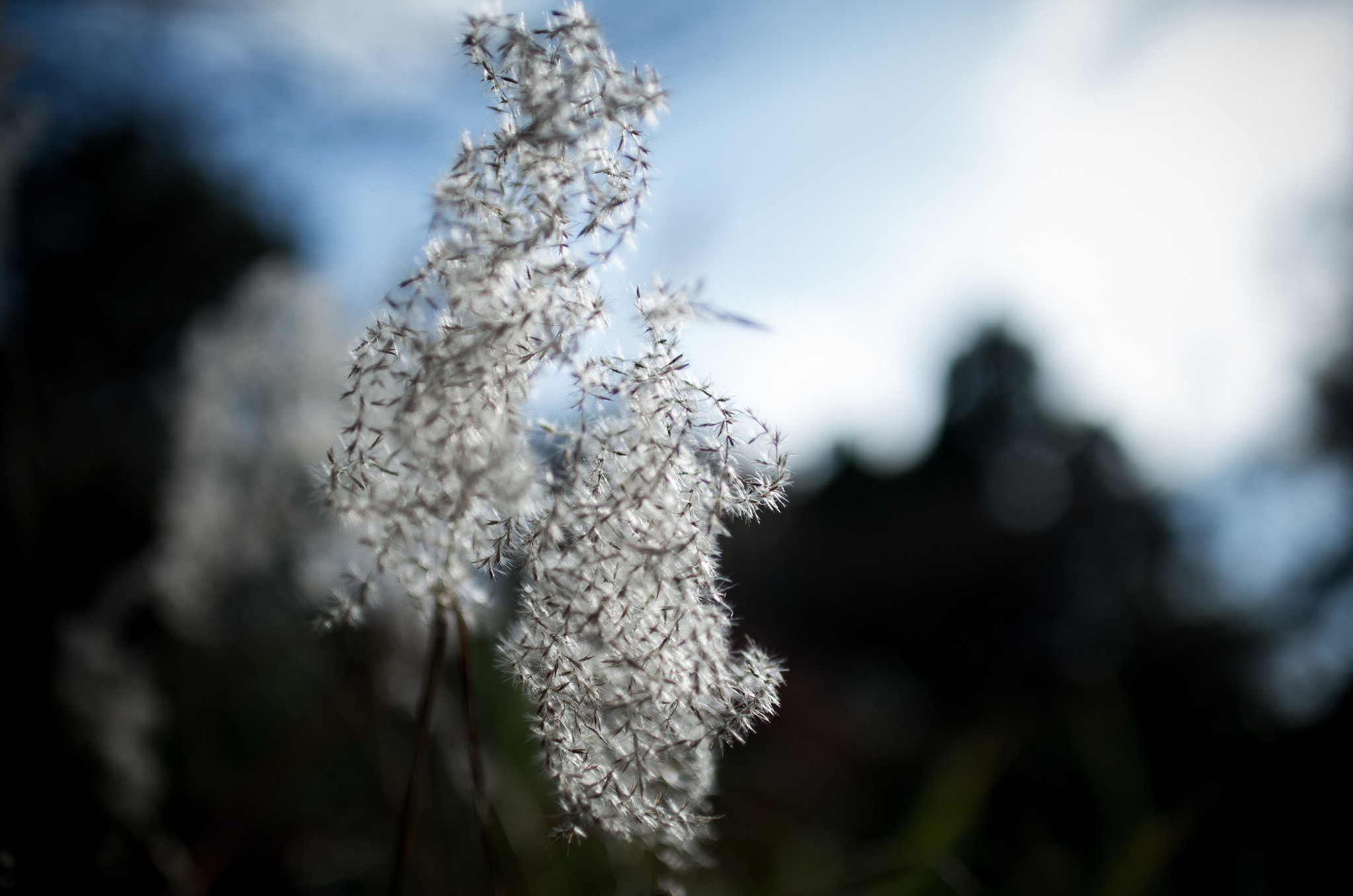Sigma 30mm F1.4 EX DC HSM sample photo. Snap on kyoto k52s0738 photography