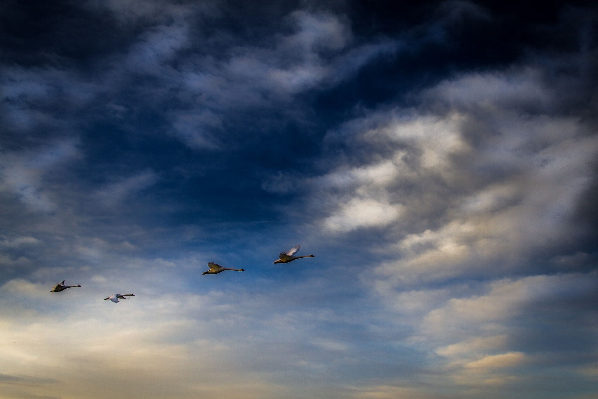 Sigma 24-105mm f/4 DG OS HSM | A sample photo. Swan flight photography