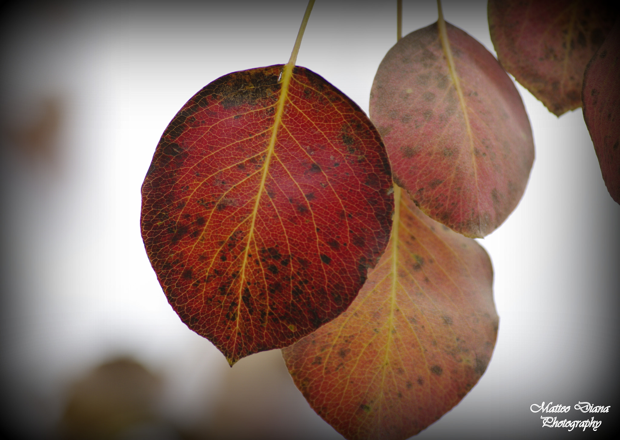 smc PENTAX-DA L 50-200mm F4-5.6 ED sample photo. Leaves... photography