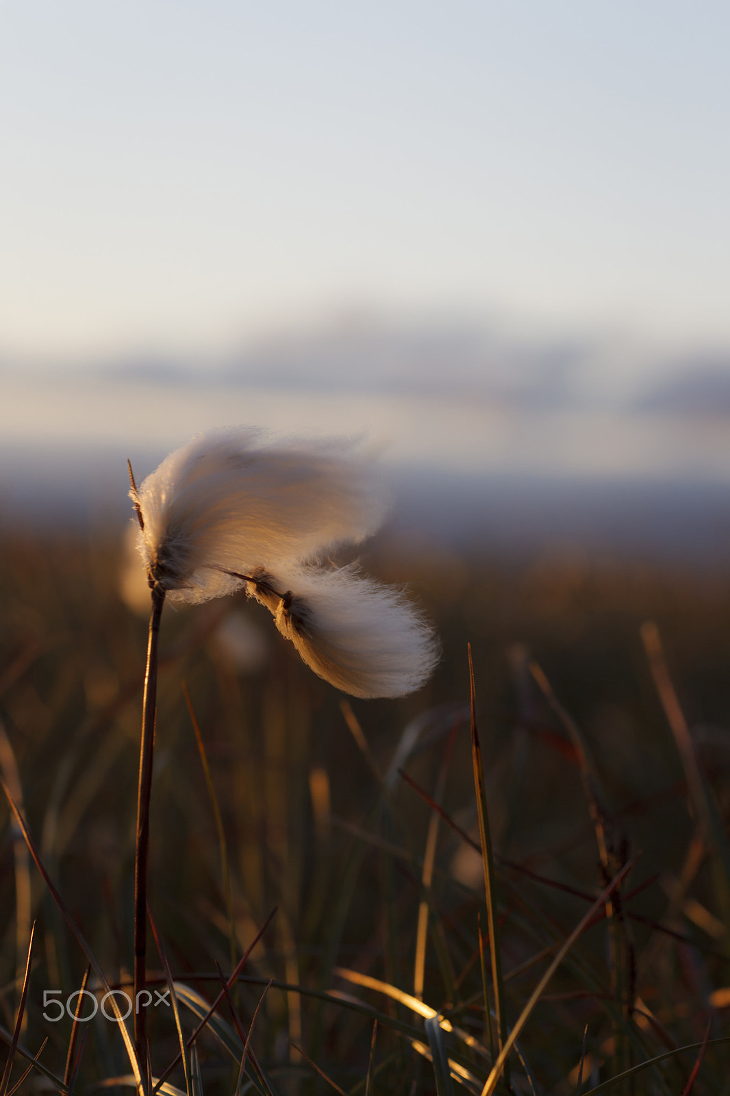 Canon EF 85mm F1.2L II USM sample photo. Golden light flowers photography
