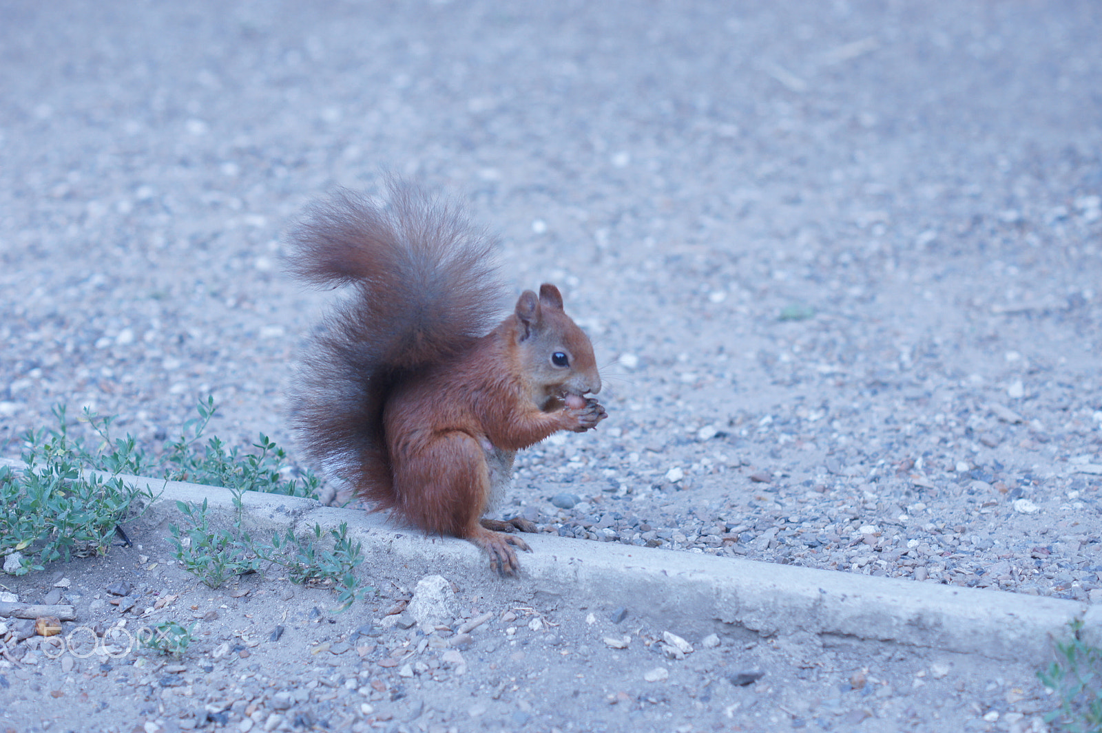 Sony Alpha DSLR-A450 + Sony DT 50mm F1.8 SAM sample photo. Squirrel photography