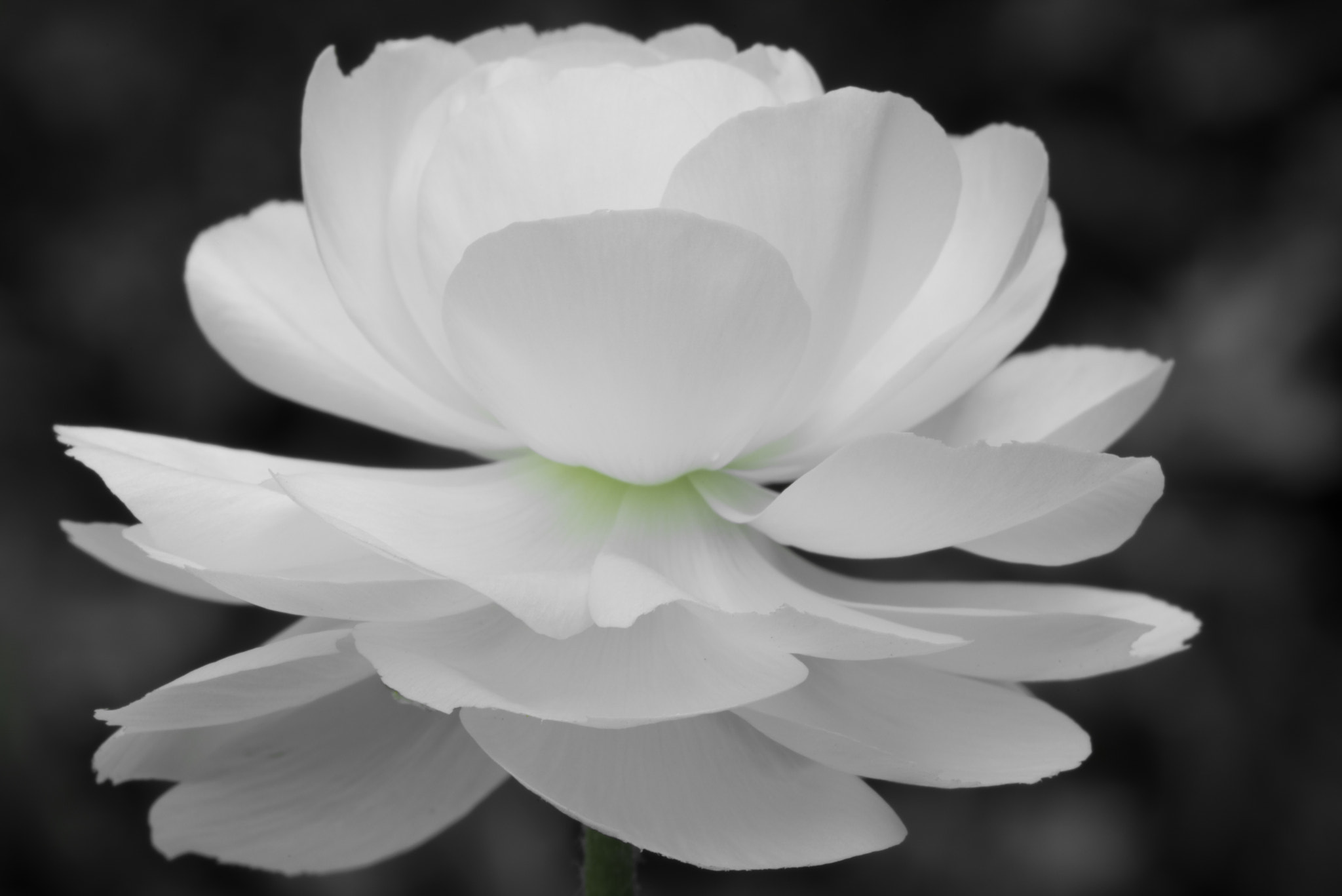 Canon EF 100mm F2.8 Macro USM sample photo. Satin photography