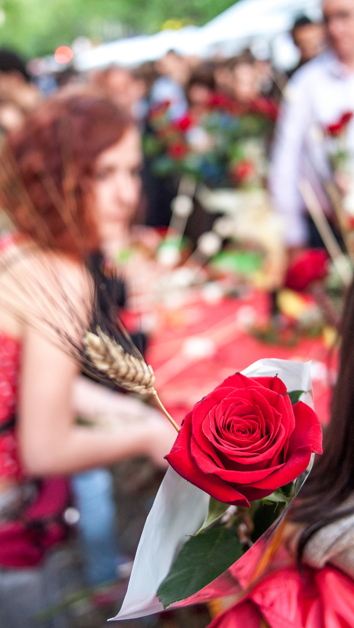 Olympus PEN E-P1 + Panasonic Lumix G 20mm F1.7 ASPH sample photo. A rose for a girl photography