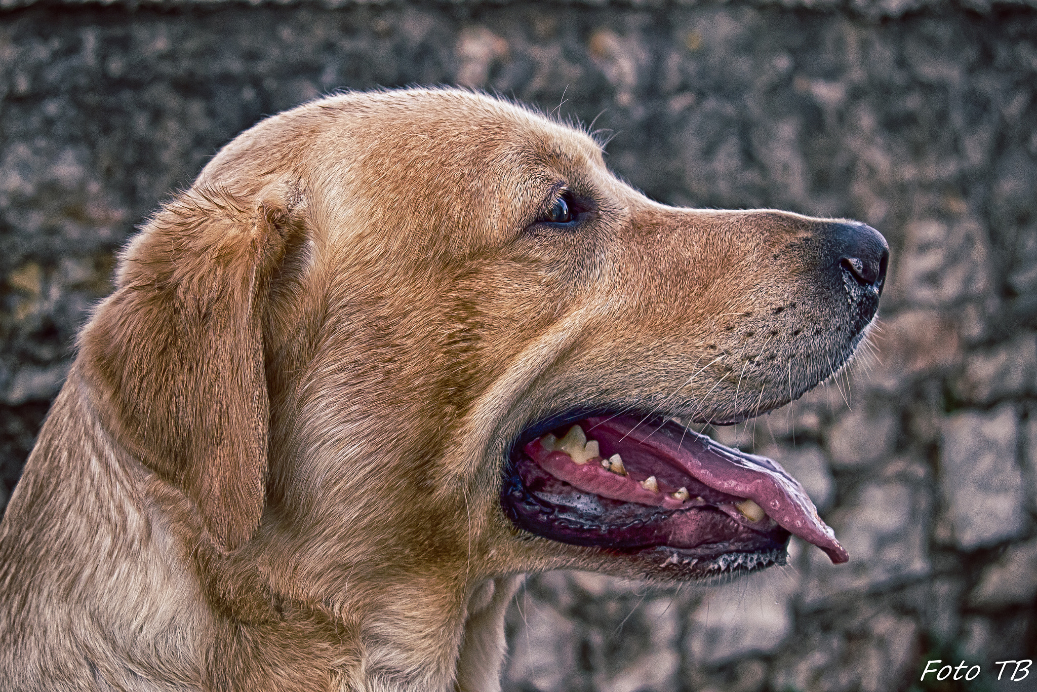 AF Zoom-Nikkor 28-70mm f/3.5-4.5D sample photo. My dog 2 photography