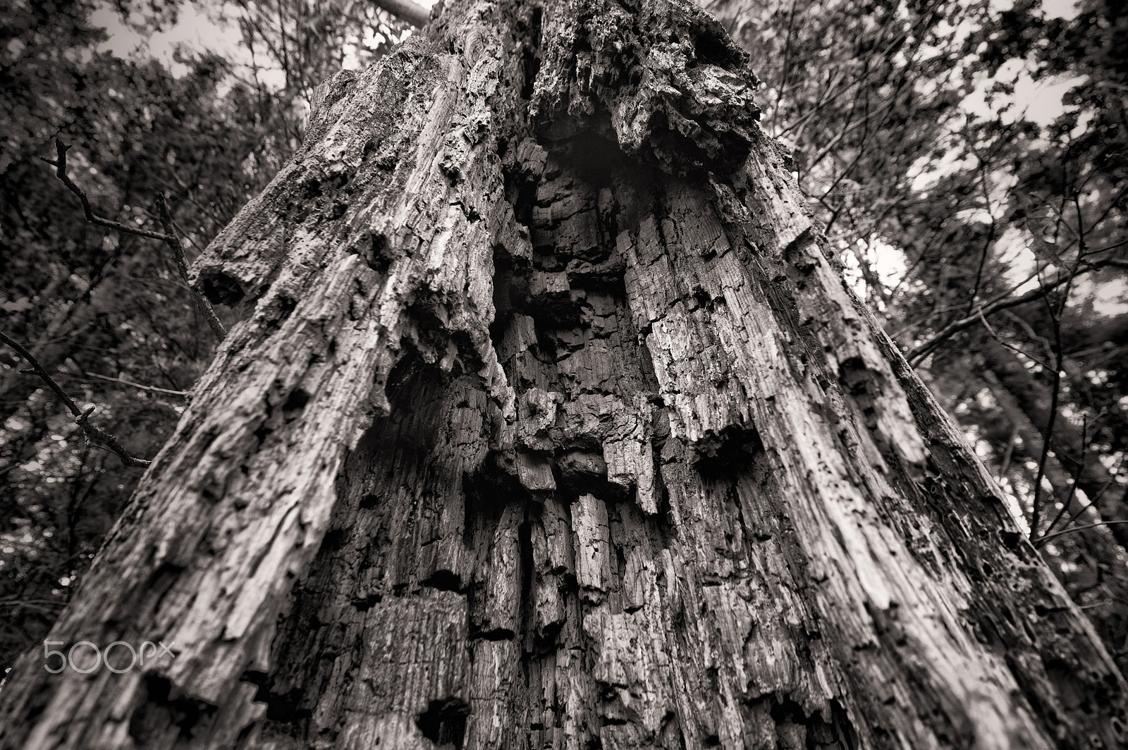 Pentax K-3 II sample photo. Heart rot... photography
