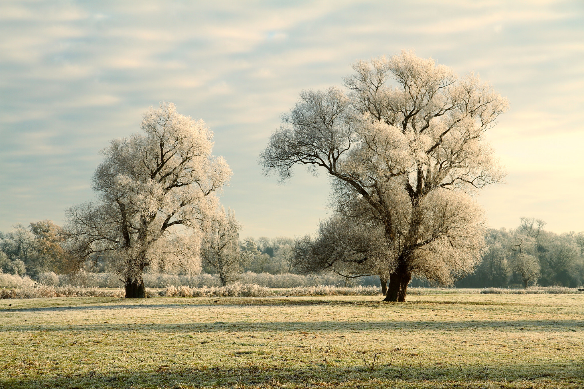 Canon EF-S 15-85mm F3.5-5.6 IS USM sample photo. Hoarfrosted trees photography