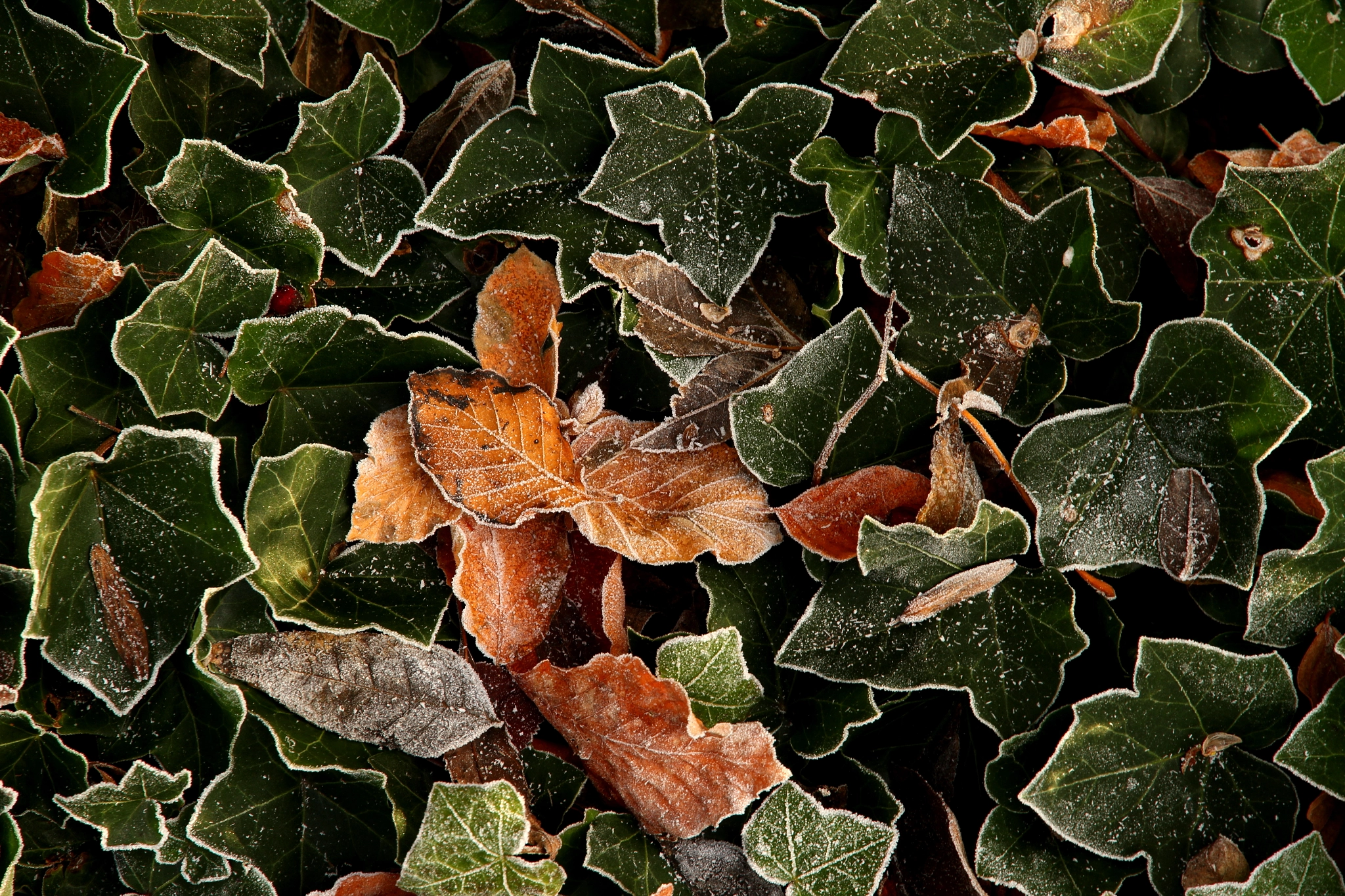 Canon EF-S 15-85mm F3.5-5.6 IS USM sample photo. Frosted ivy photography