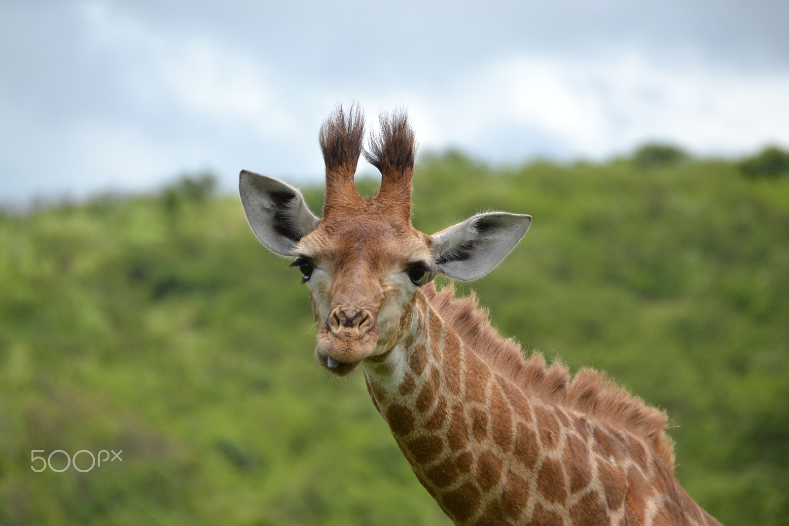 Sigma 18-250mm F3.5-6.3 DC OS HSM sample photo. Südafrika giraffe photography