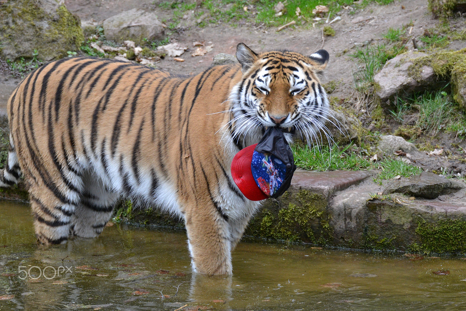Sigma 50-500mm F4.5-6.3 DG OS HSM sample photo. Tiger photography
