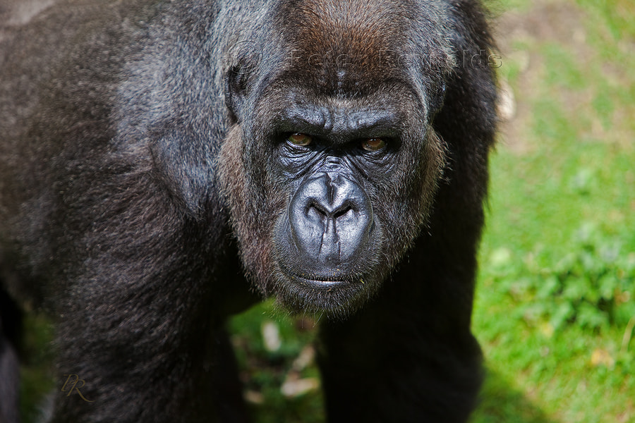 Canon EF 70-200mm F2.8L IS USM sample photo. Heres looking at you, kid. photography