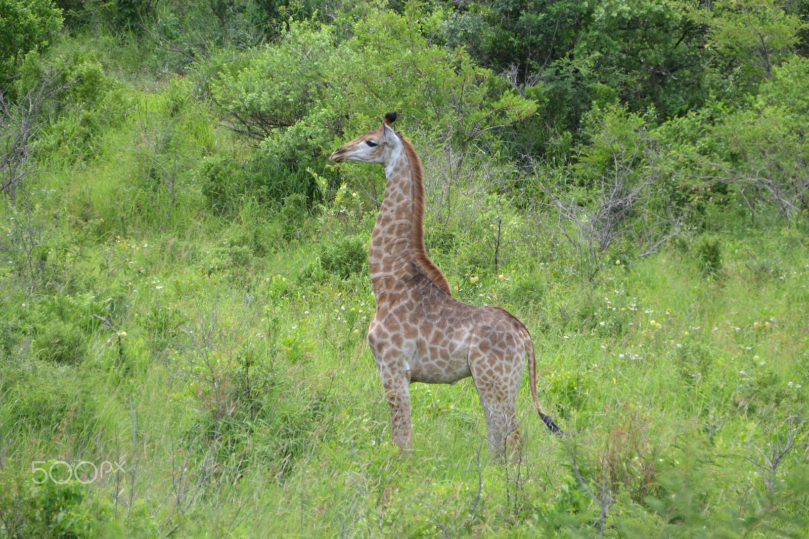 Sigma 18-250mm F3.5-6.3 DC OS HSM sample photo. Südafrika giraffe photography