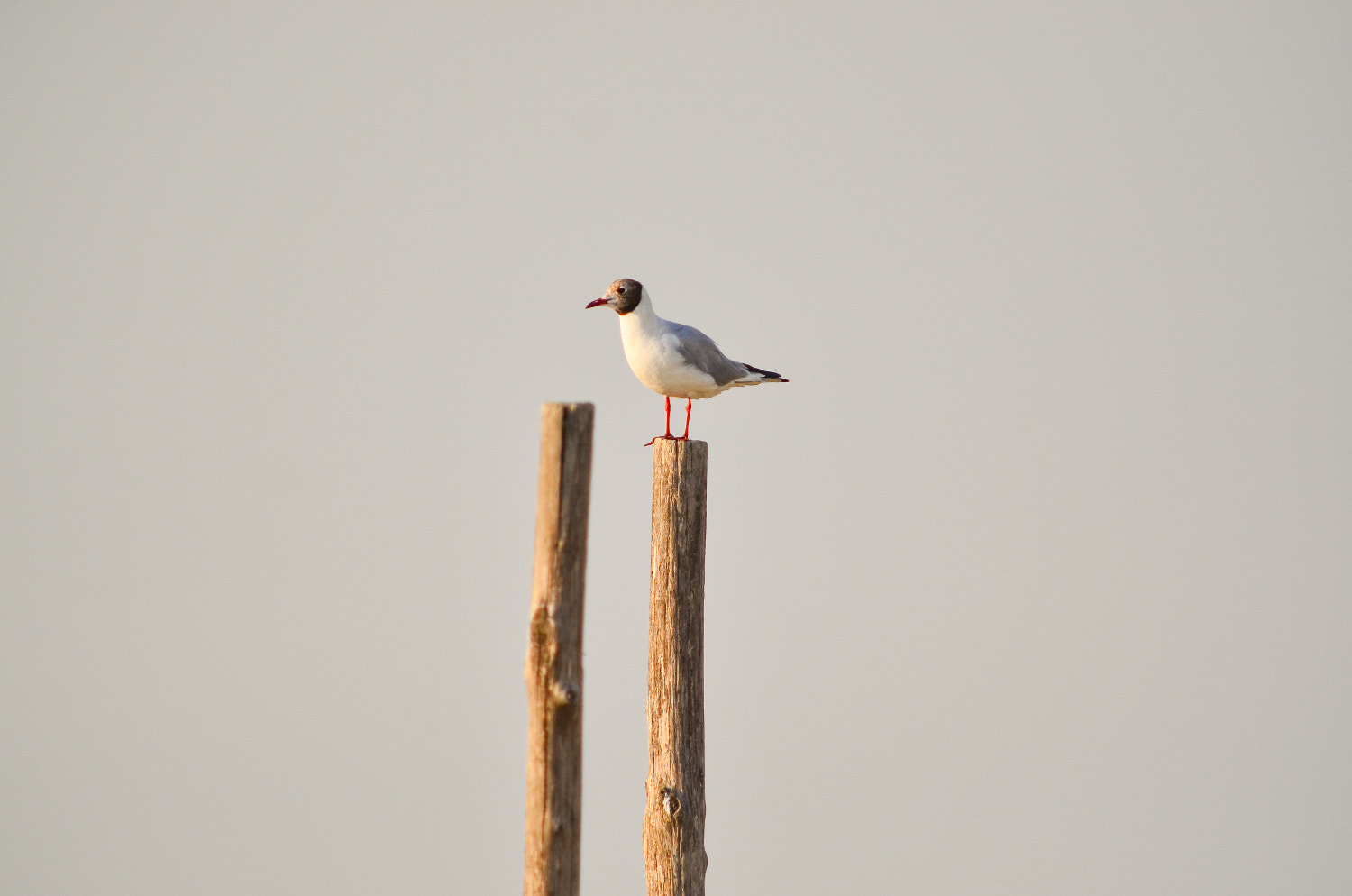 Nikon D7000 + Sigma 300mm F2.8 APO EX DG HSM sample photo