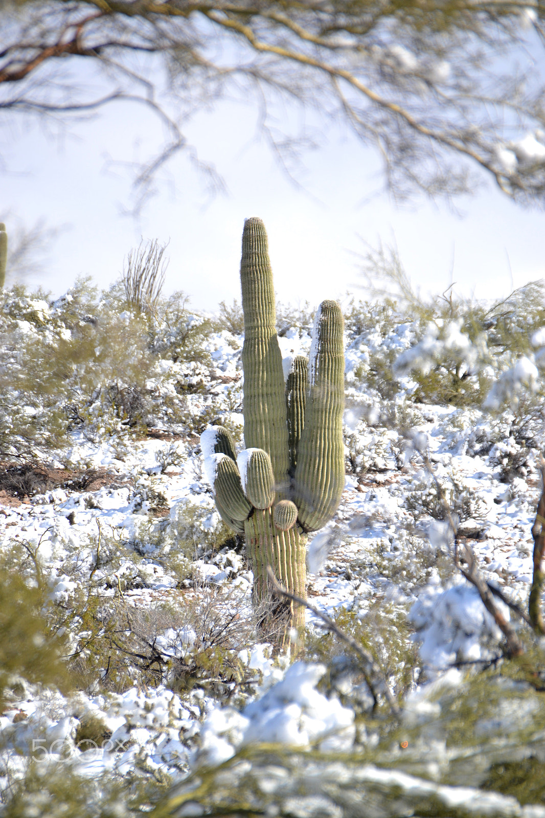 Sigma 18-250mm F3.5-6.3 DC OS HSM sample photo. Kaktus im schnee photography