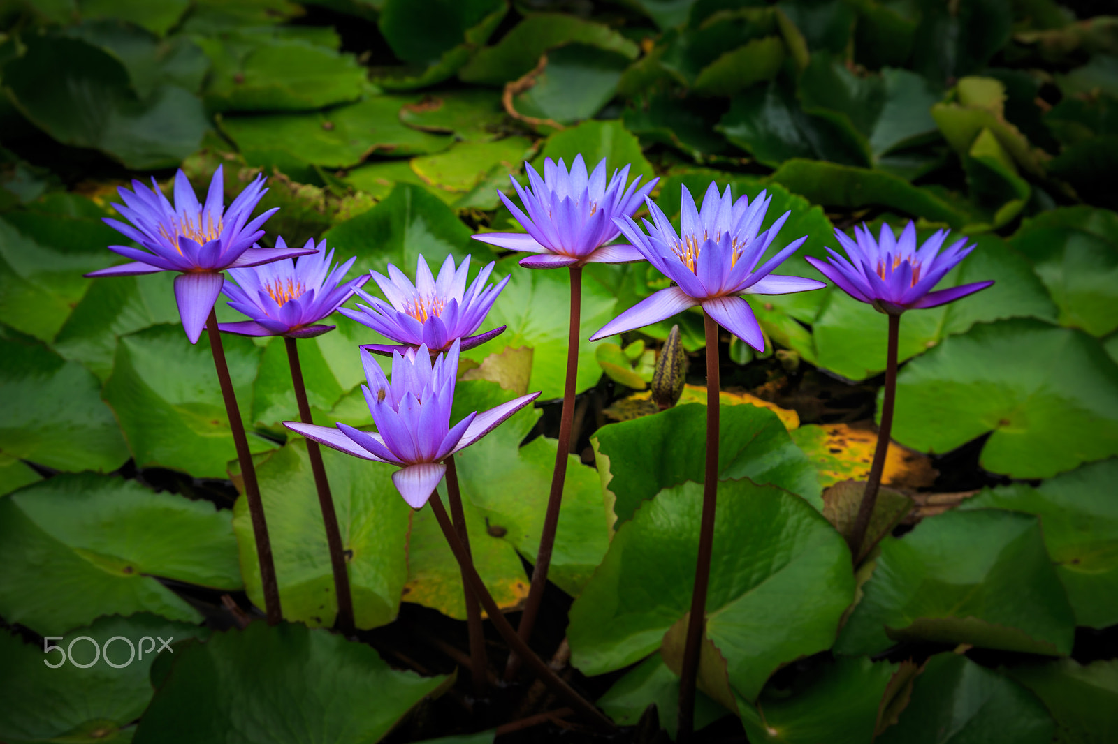 Canon EF 24-85mm F3.5-4.5 USM sample photo. Lotus in singapore photography