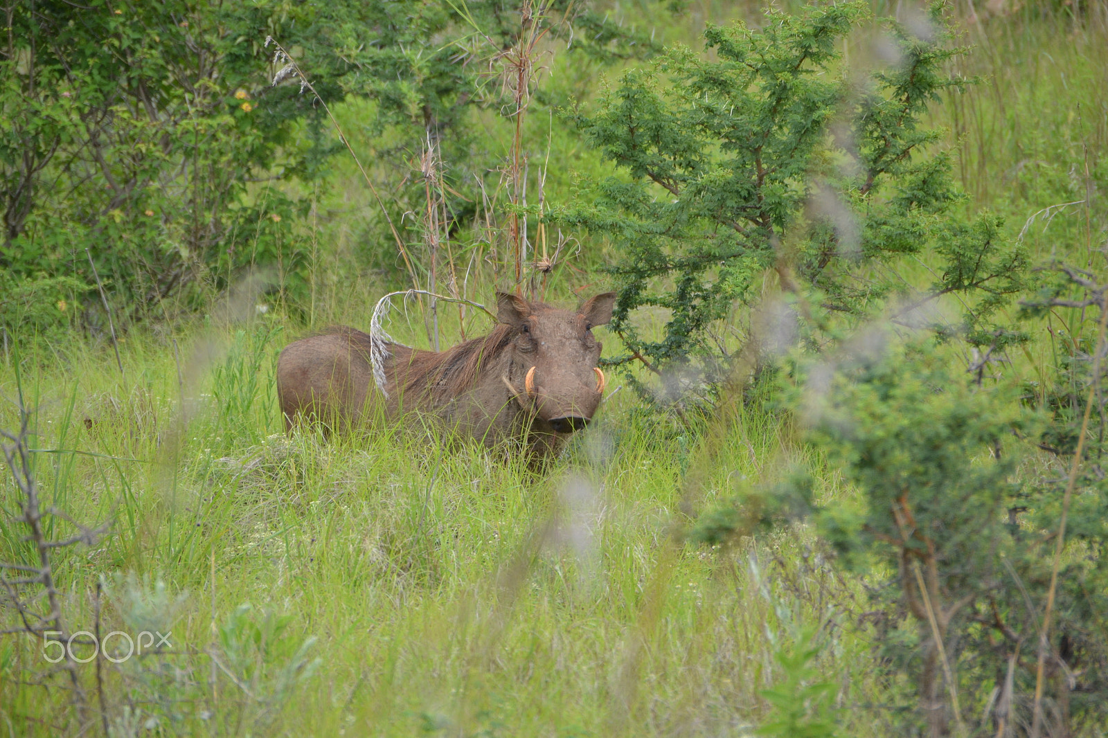 Sigma 18-250mm F3.5-6.3 DC OS HSM sample photo. Südafrika wildschwein photography