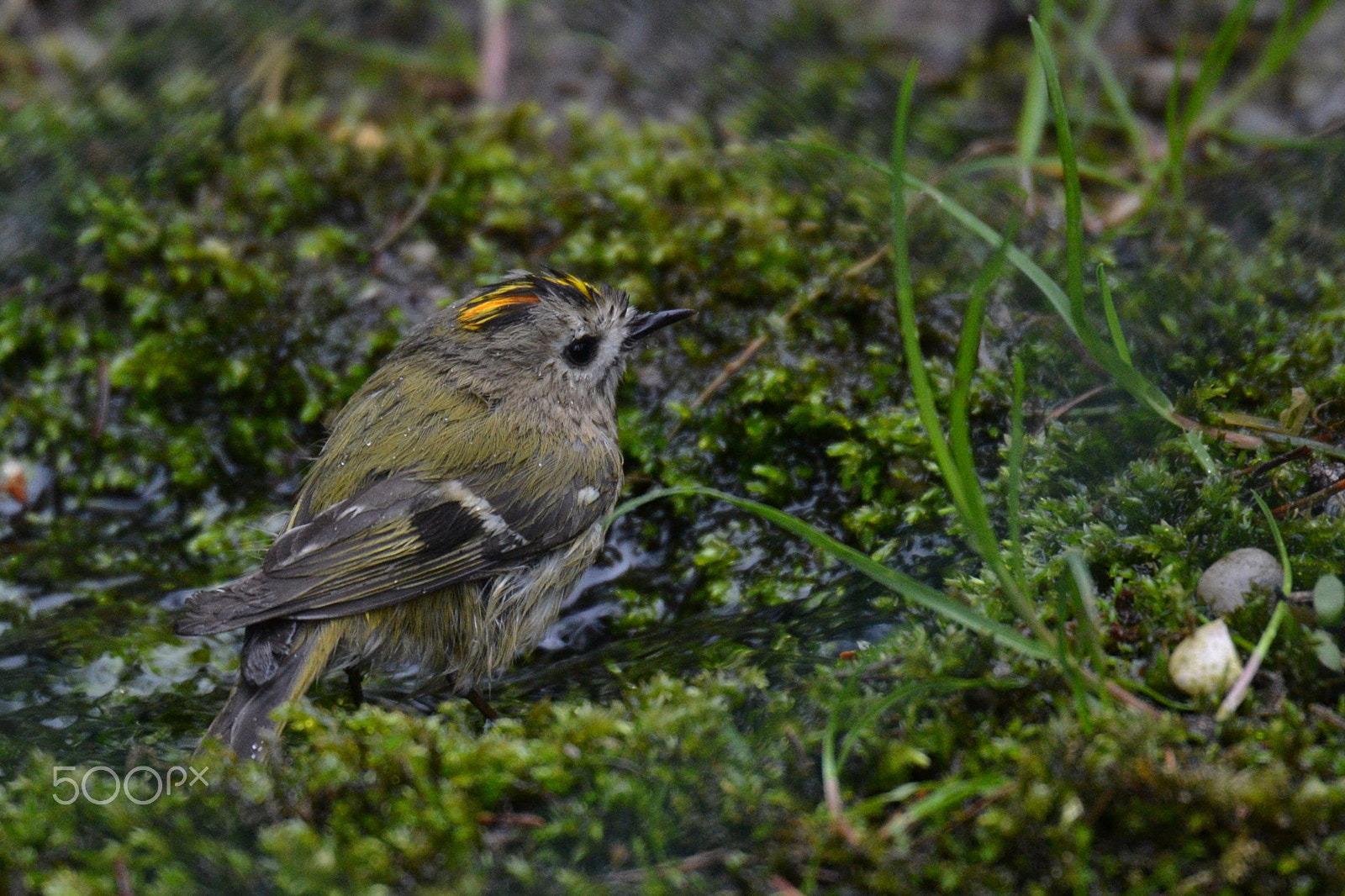 Sigma 50-500mm F4.5-6.3 DG OS HSM sample photo. Wintergoldhähnchen photography