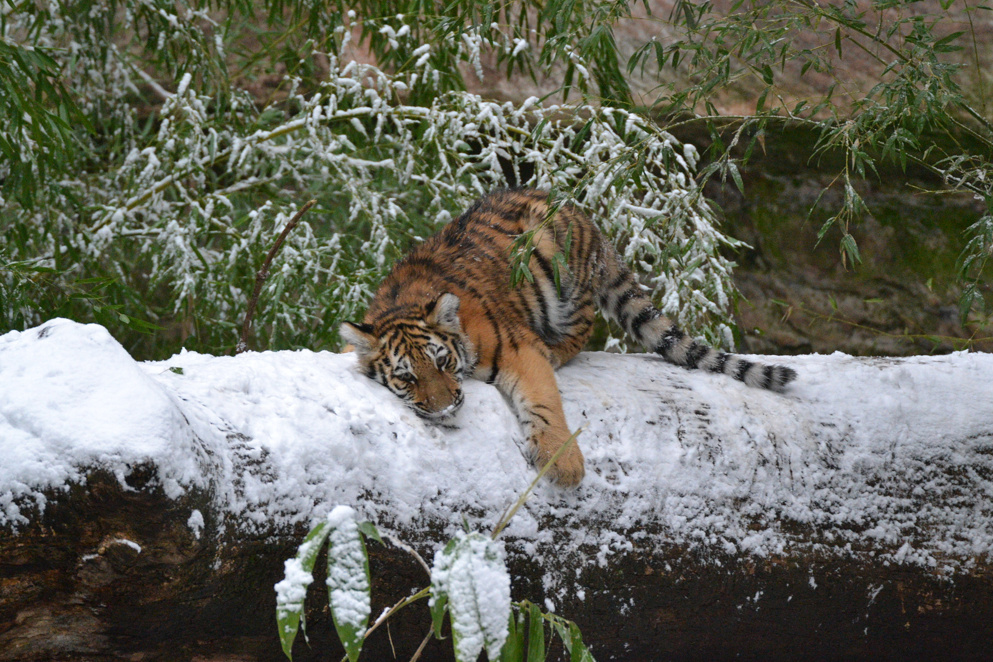 Sigma 50-500mm F4.5-6.3 DG OS HSM sample photo. Tiger photography