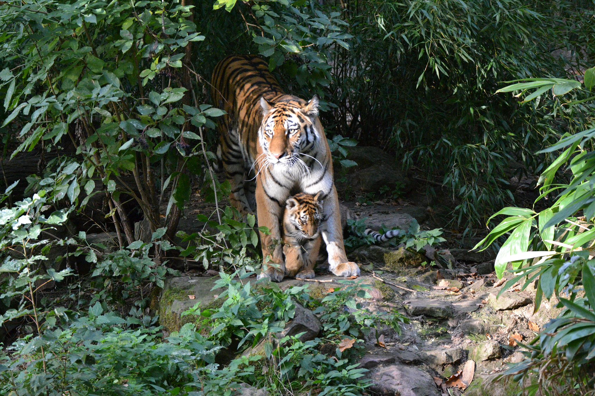 Sigma 50-500mm F4.5-6.3 DG OS HSM sample photo. Tiger photography