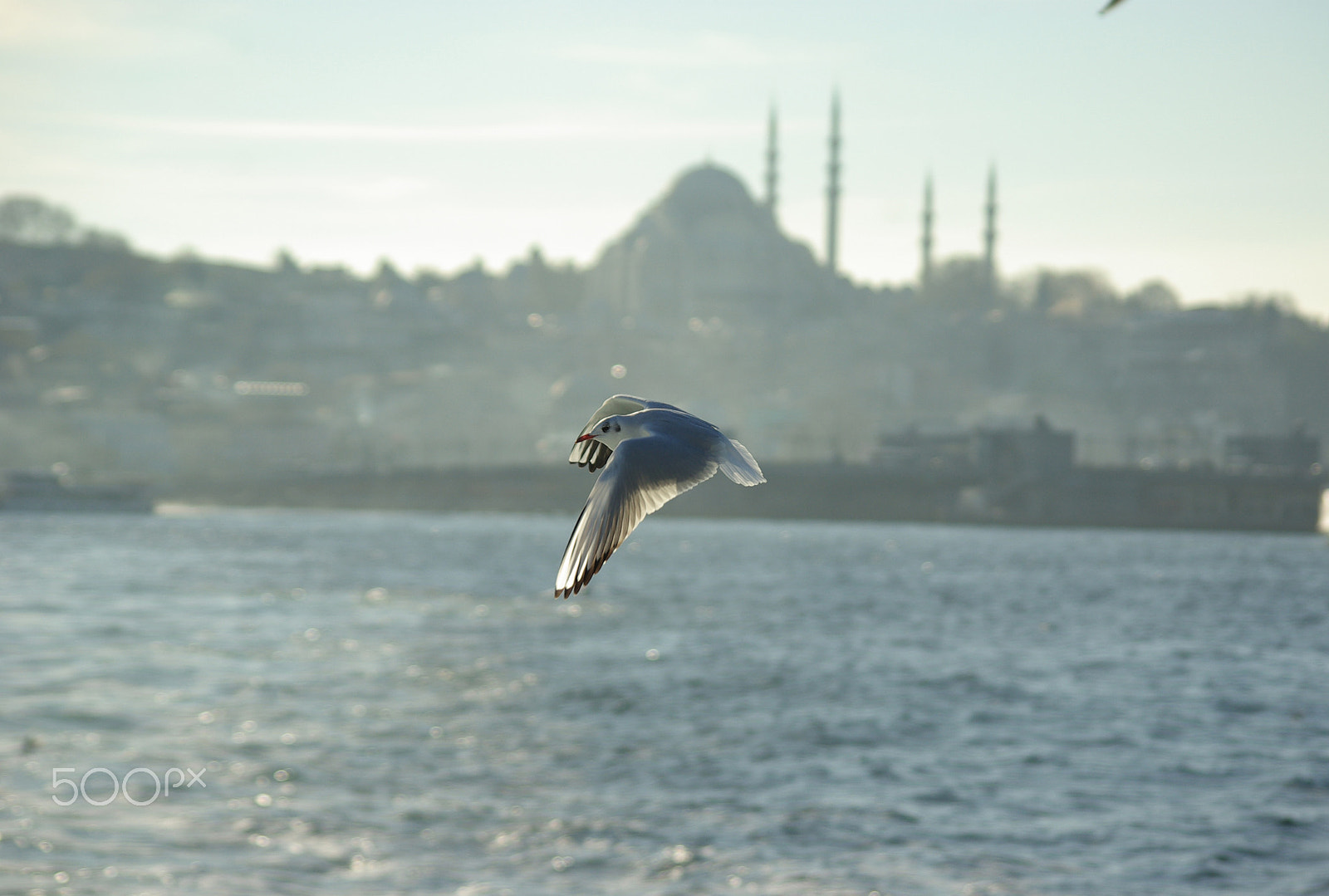 smc PENTAX-DA L 55-300mm F4-5.8 ED sample photo. Seagull photography