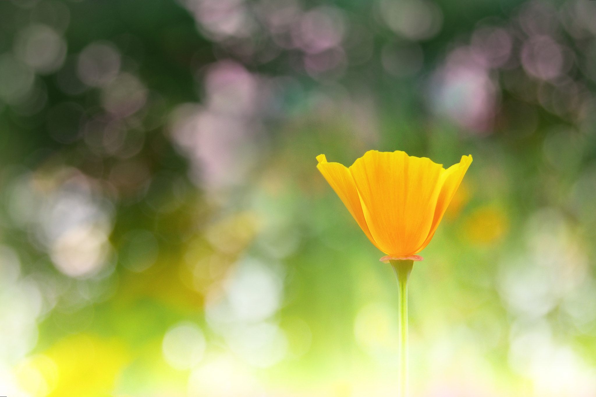 Nikon AF-S Nikkor 600mm F4D ED-IF II sample photo. Orange poppy photography