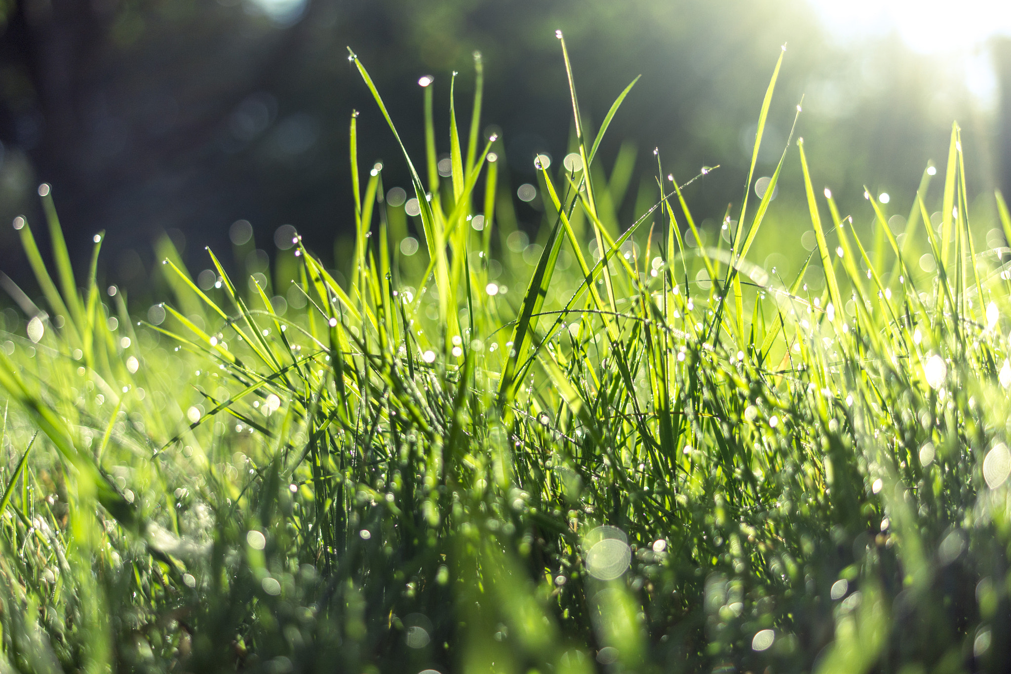 Samsung NX1100 + Samsung NX 30mm F2 Pancake sample photo. Grass photography