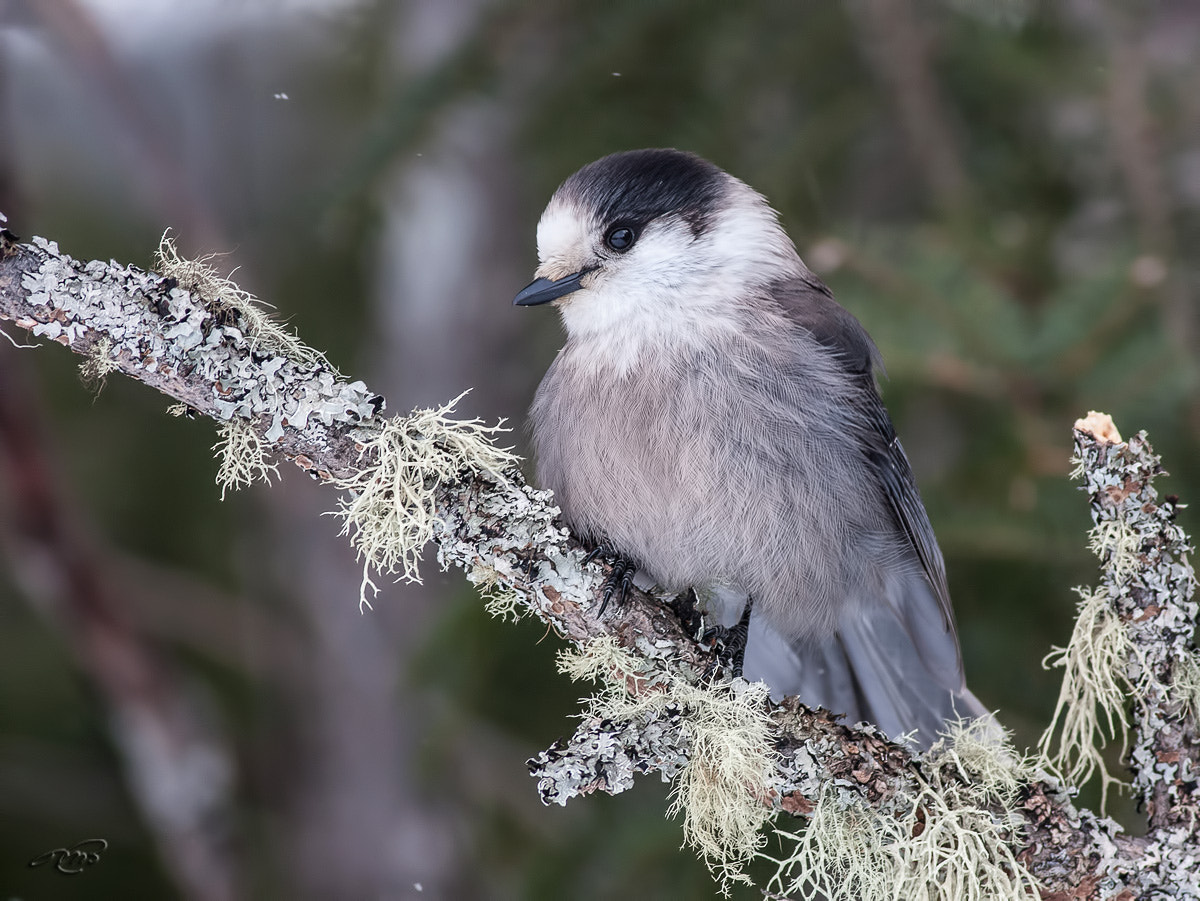 Canon EOS 40D + Canon EF 400mm F5.6L USM sample photo. Gray jay photography