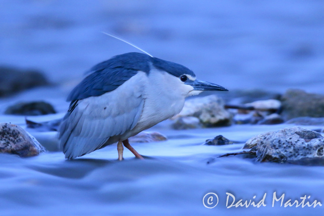 Canon EF 300mm F2.8L IS USM sample photo. Martinete photography