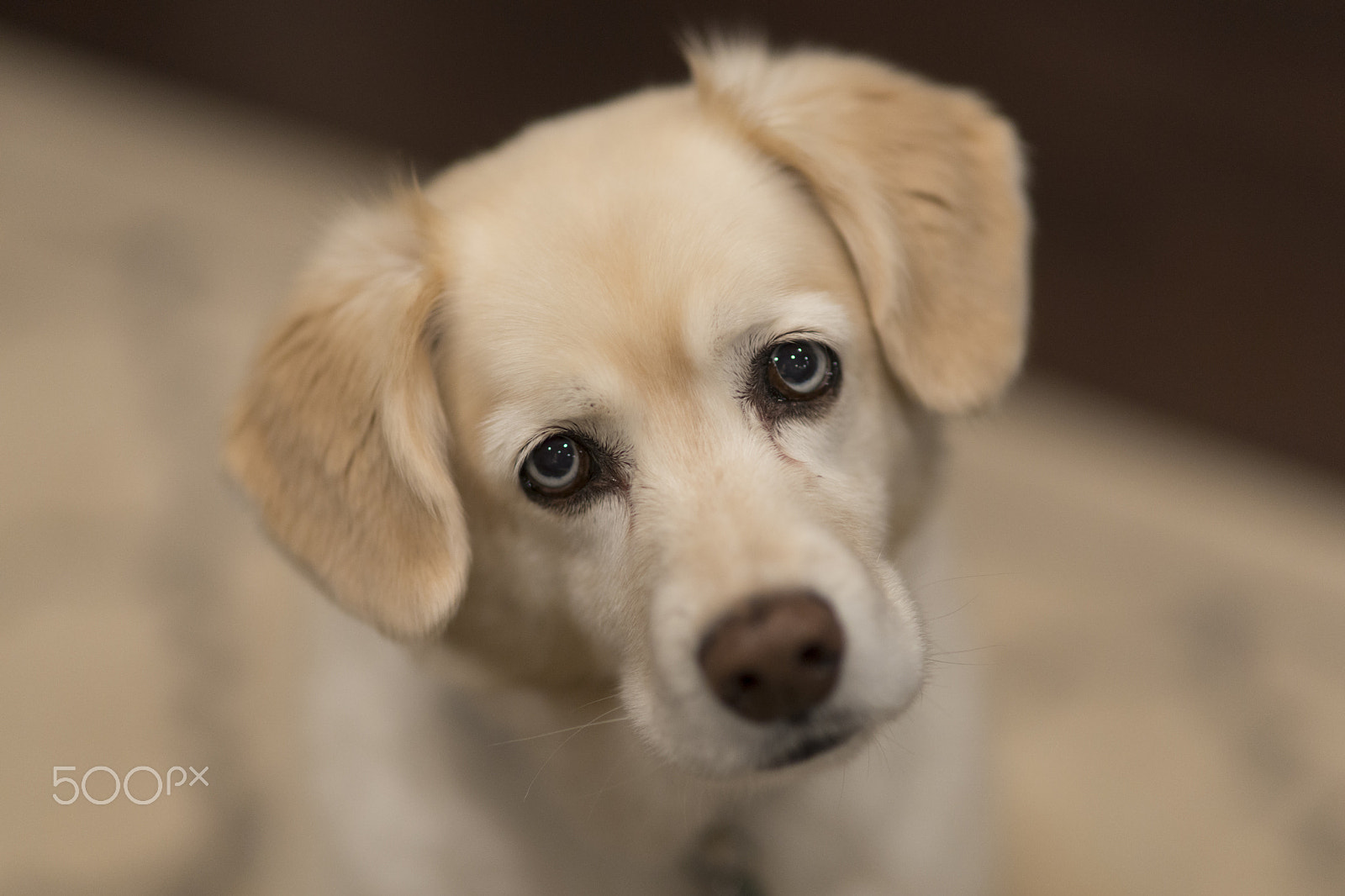 Sony a99 II + Sigma 85mm F1.4 EX DG HSM sample photo. Pet dog neyla blonde fur blue eyes photography