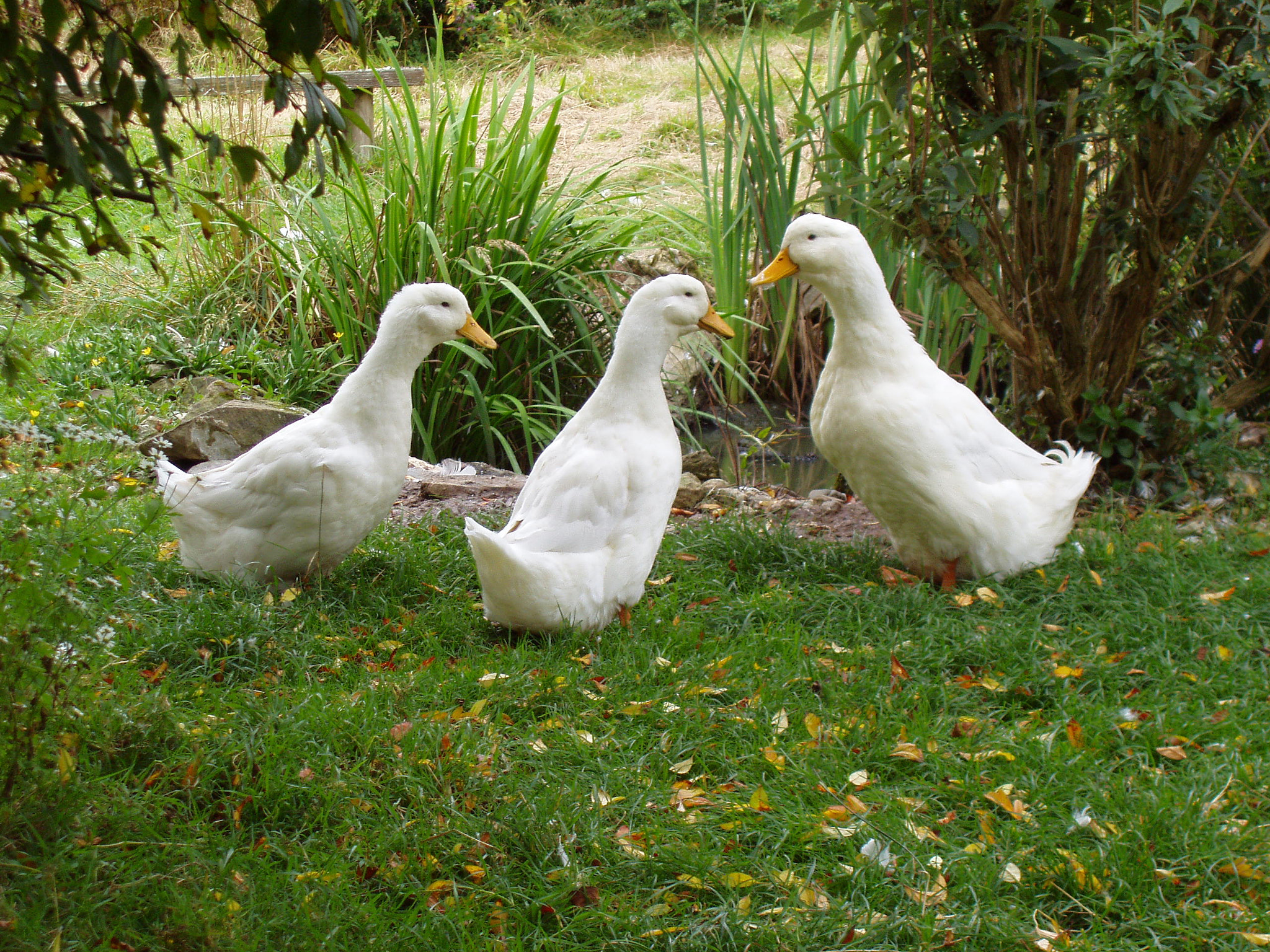 Olympus X-2,C-50Z sample photo. Three ducks enjoying the summer photography