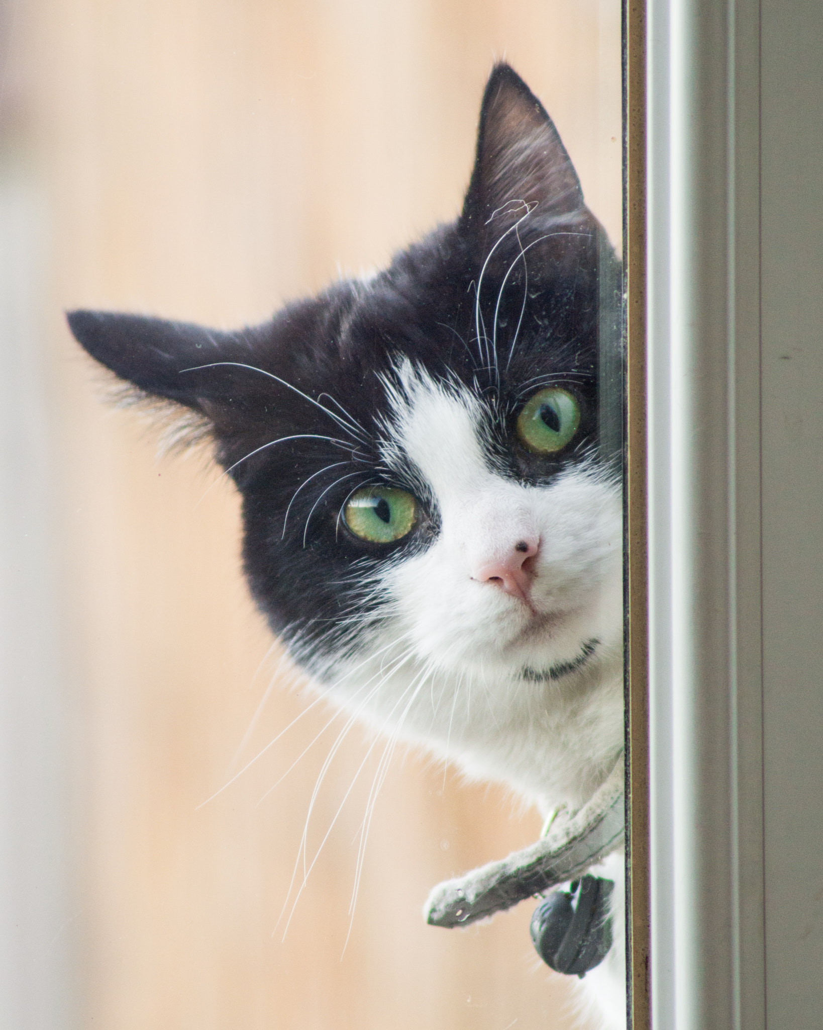 Tamron AF 70-300mm F4-5.6 Di LD Macro sample photo. Let me in photography
