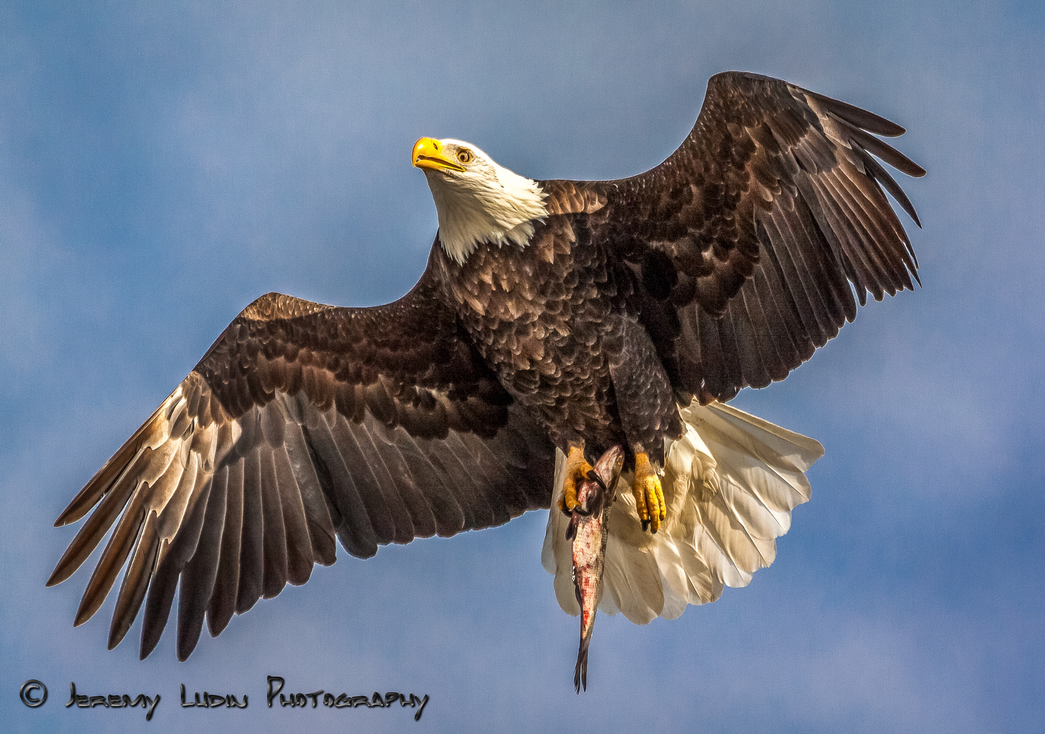Canon EF 100-400mm F4.5-5.6L IS USM sample photo. Low fly zone photography