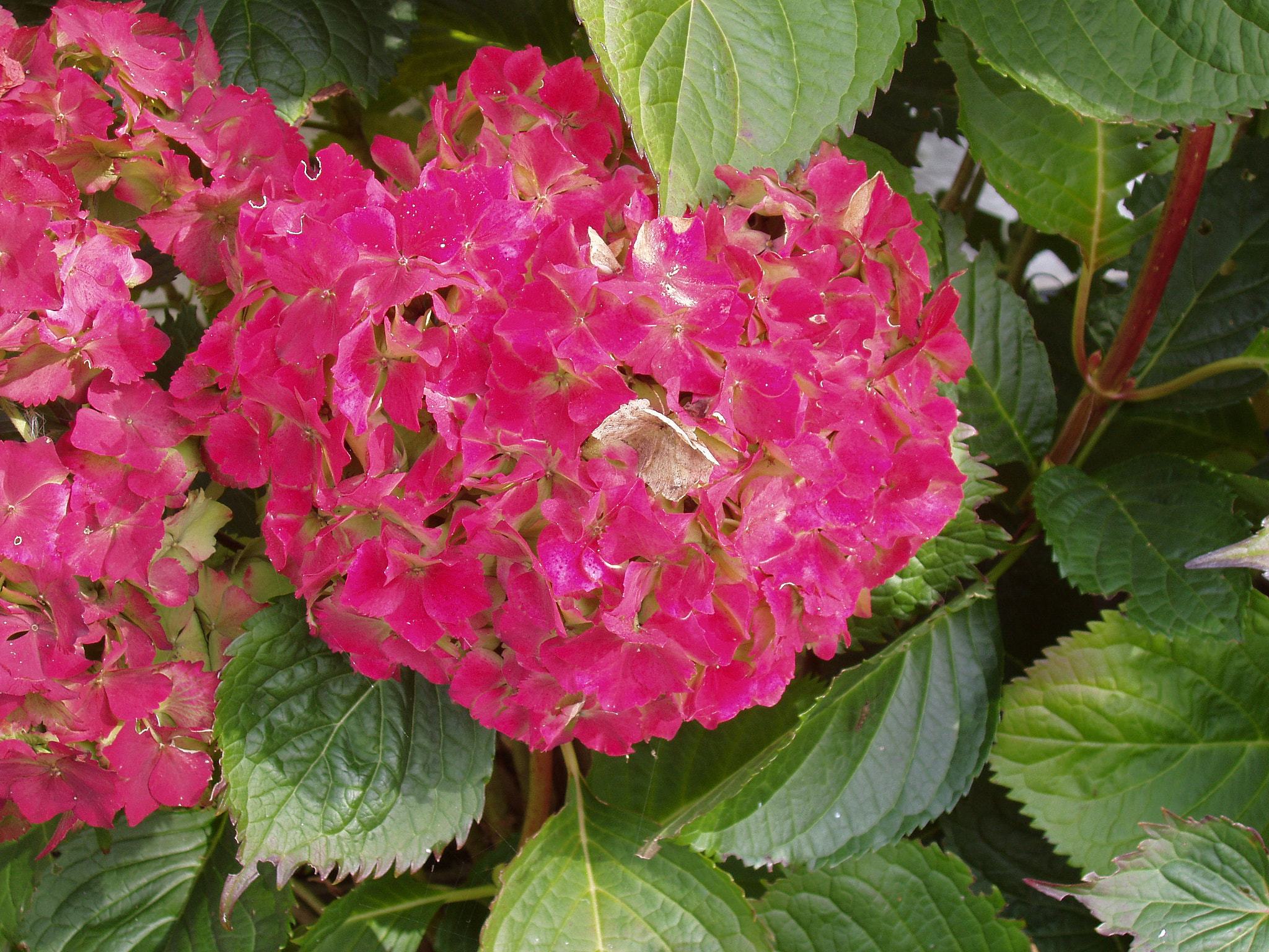 Olympus X-2,C-50Z sample photo. Beautiful pink hydrangea photography