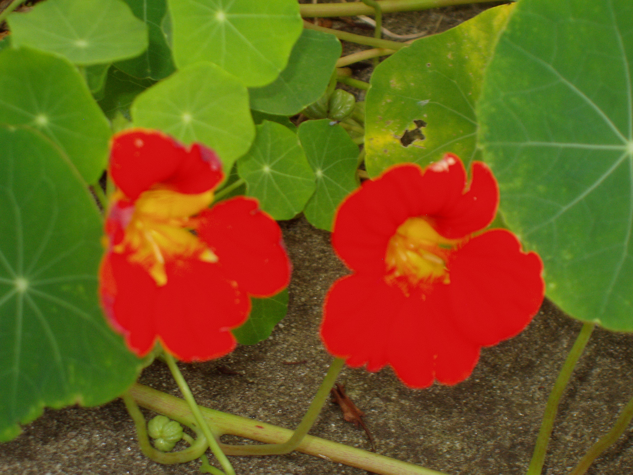 Olympus X-2,C-50Z sample photo. Pretty pair of orange nasturtiums photography