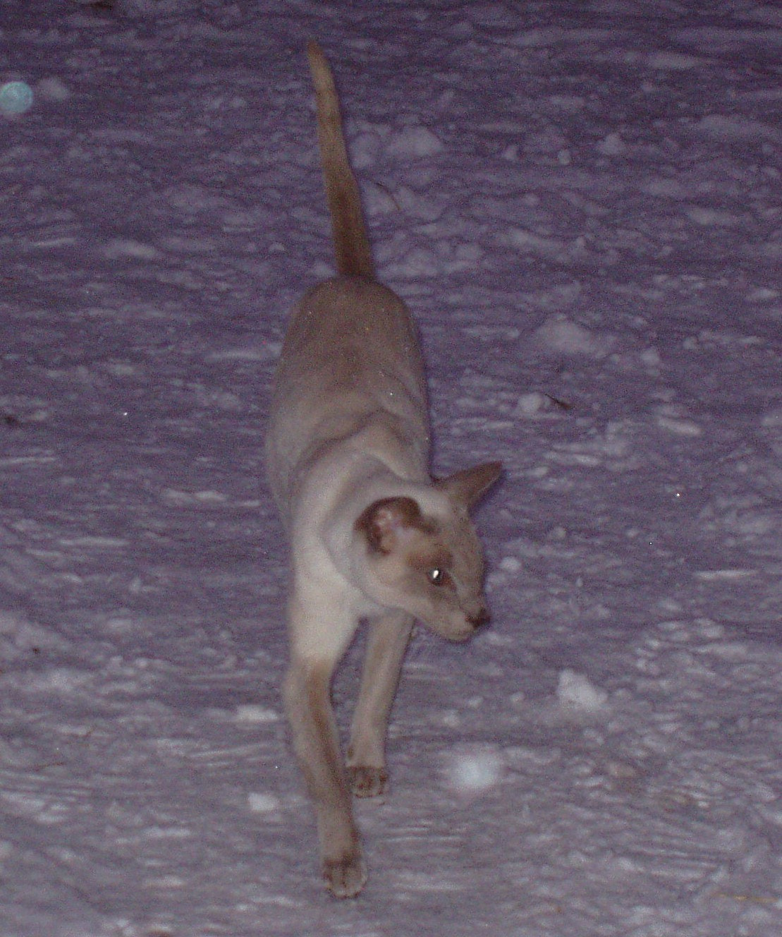 Olympus X-2,C-50Z sample photo. Siamese stroll in the snow photography